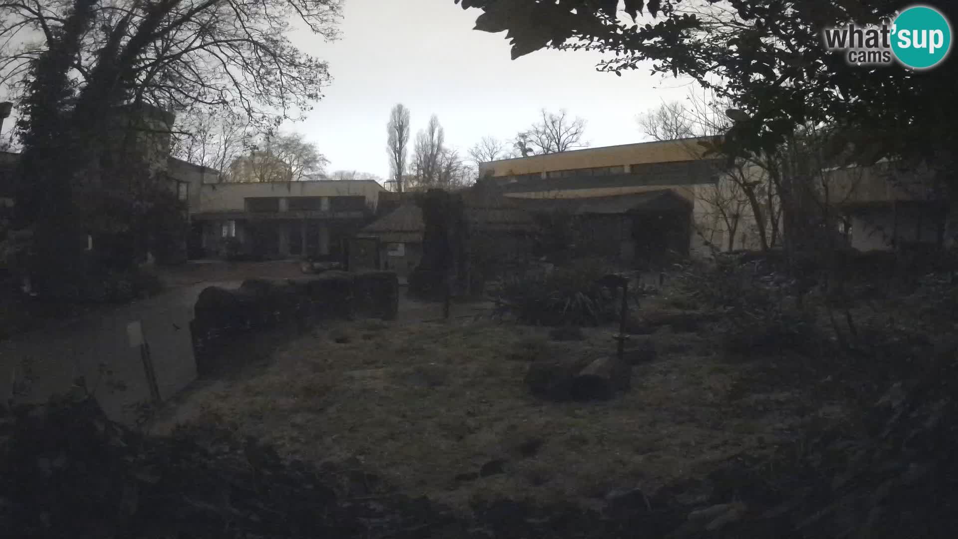 Zoo Zagreb – Merkat