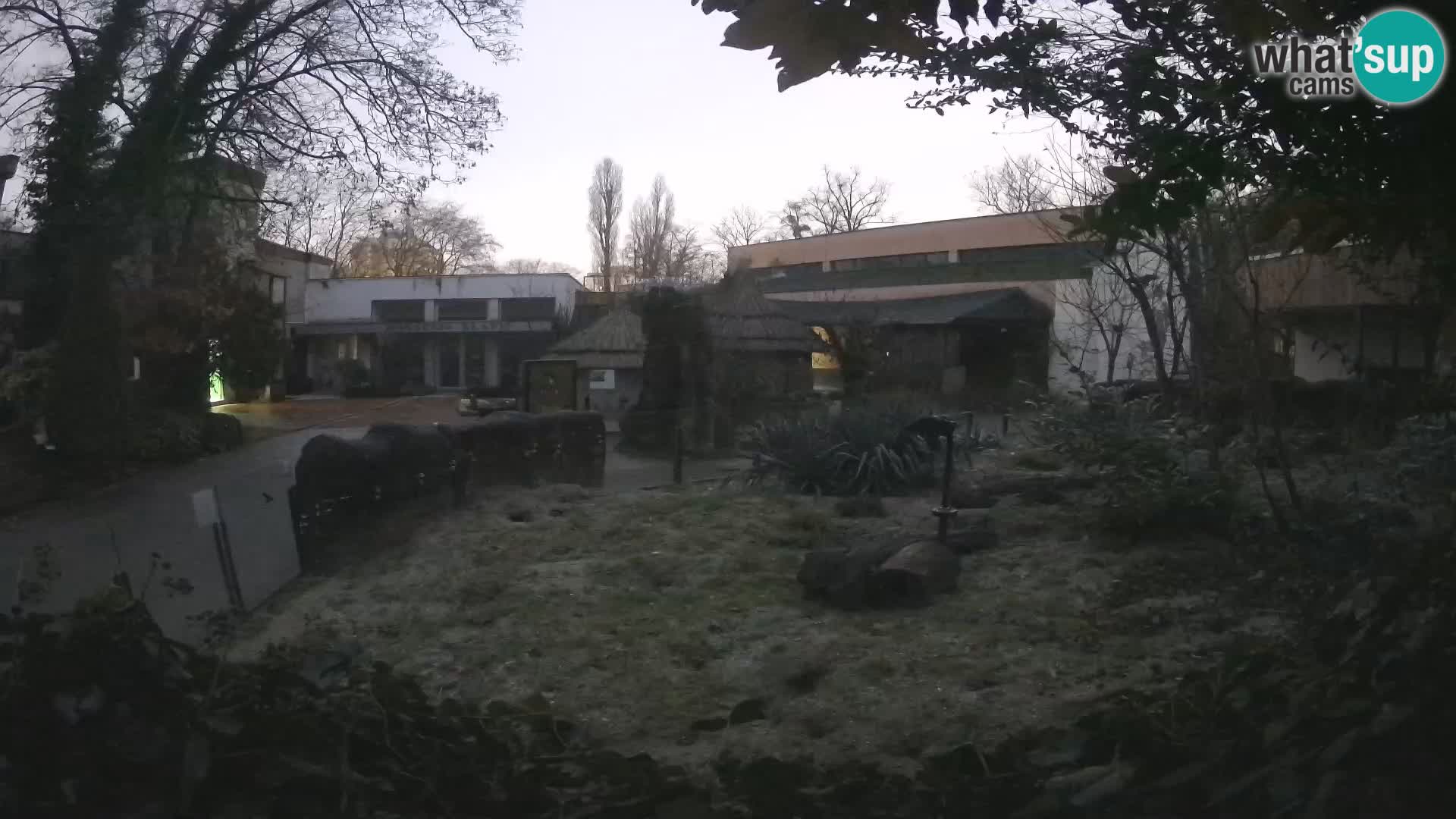 Zoo Zagreb – Suricata