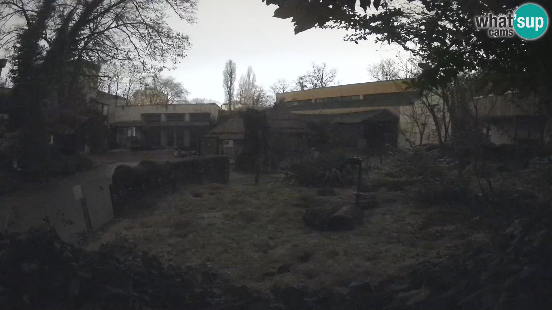 Zoo Zagreb – Suricata