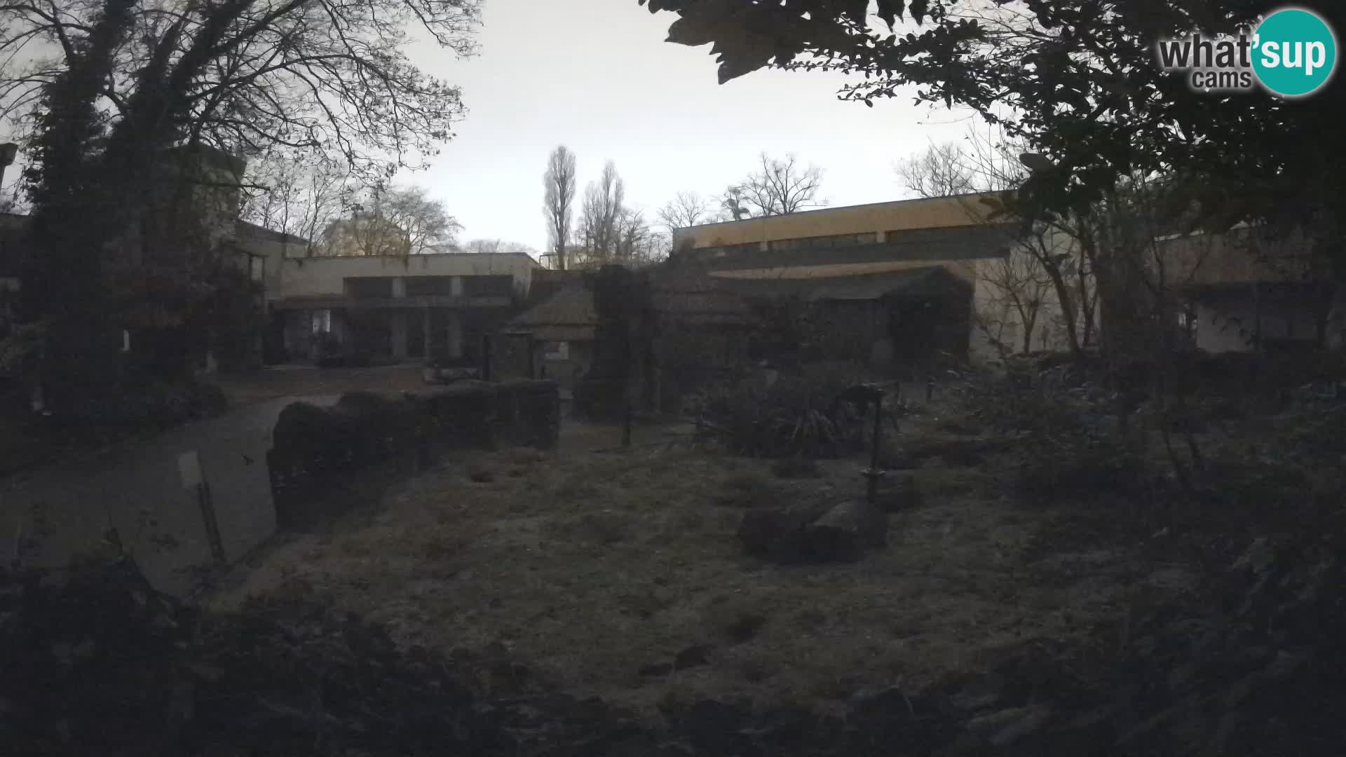 Zoo Zagreb – Suricate