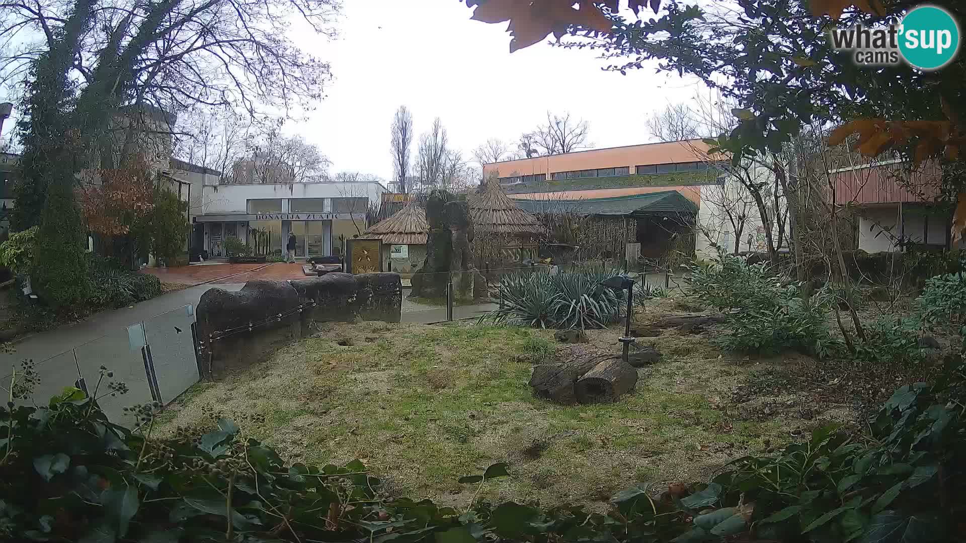 Zoo Zagreb – Surikate