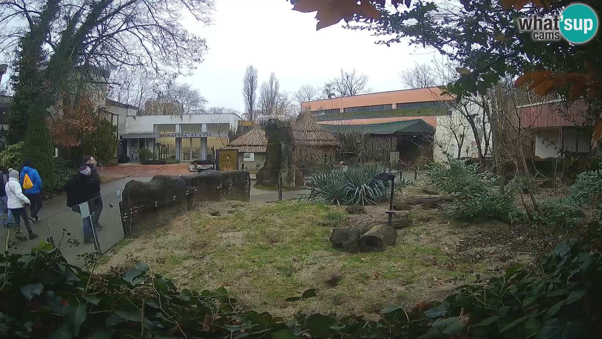 Zoo Zagreb – Merkat