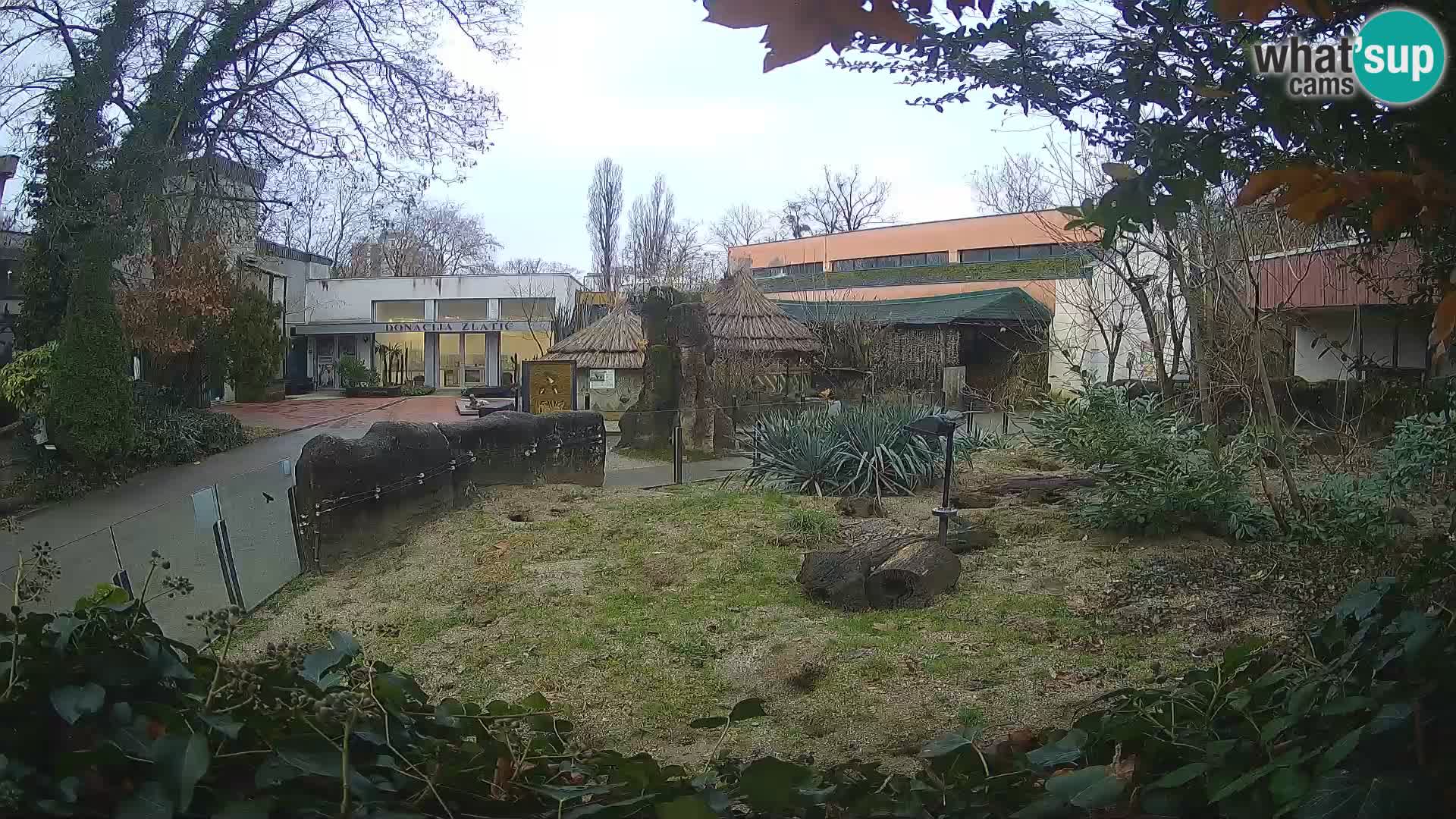 Zoo Zagreb – Suricate