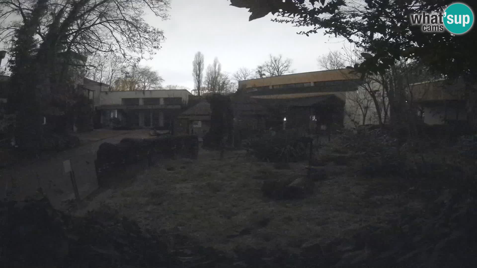 Zoo Zagreb – Merkat