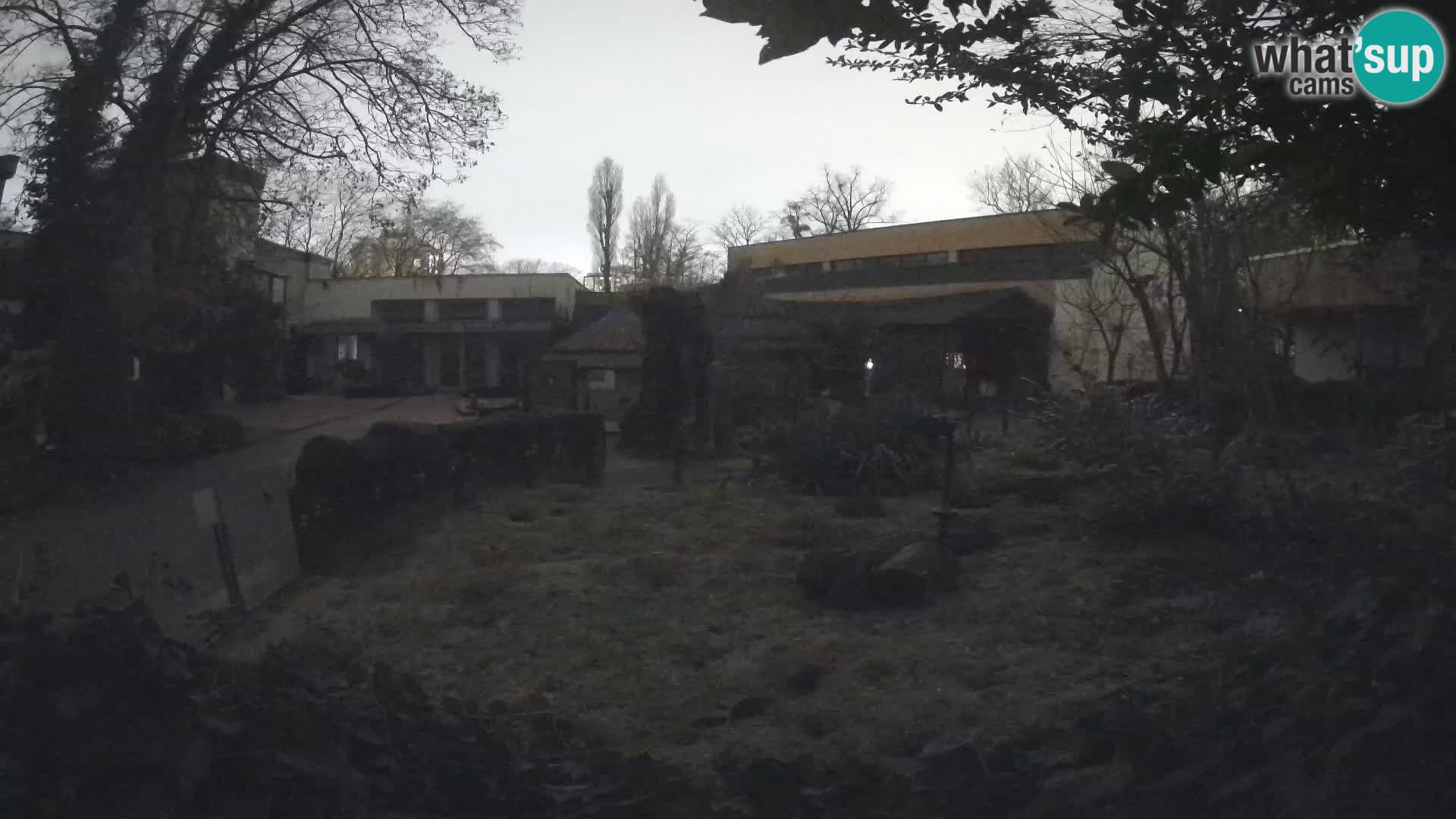 Zoo Zagreb – Merkat