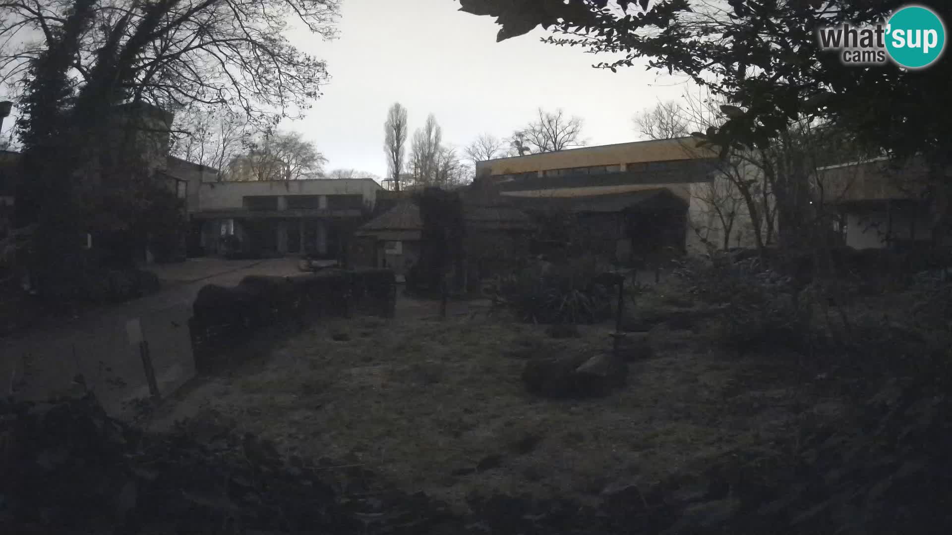 Zoo Zagreb – Merkat