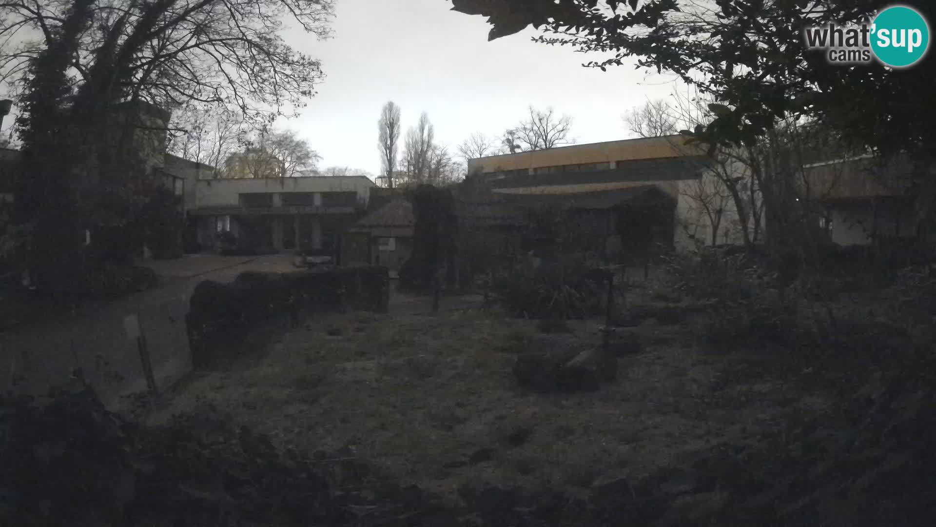 Zoo Zagreb – Suricata