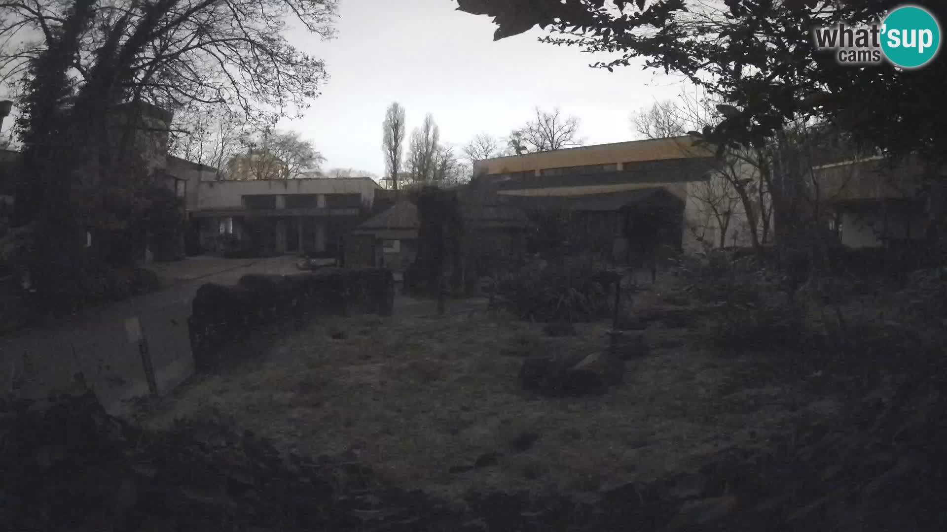 Zoo Zagreb – Suricata