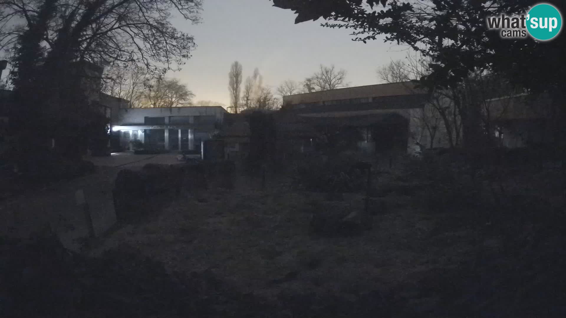 Zoo Zagreb – Suricate