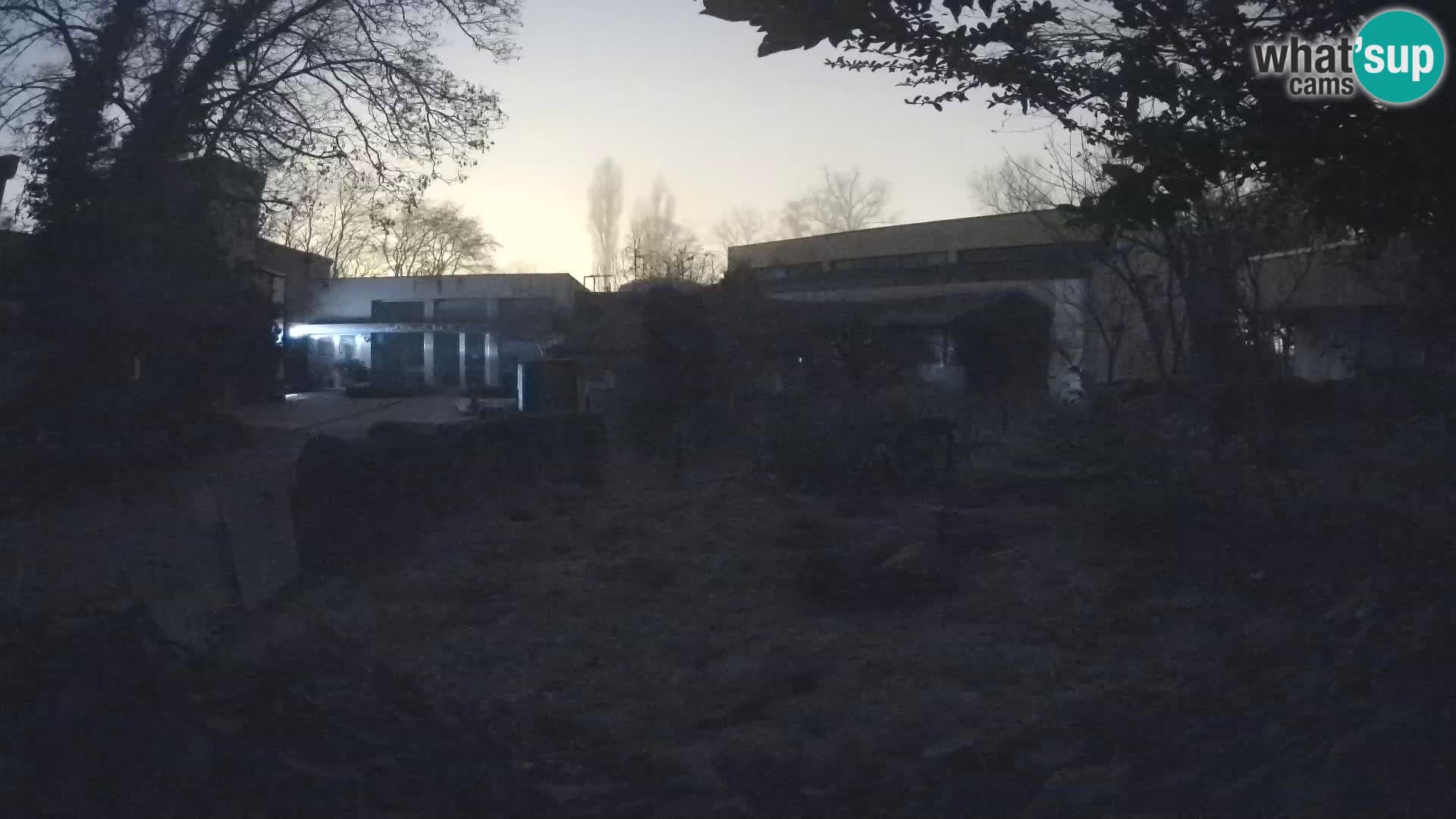 Zoo Zagreb – Suricata