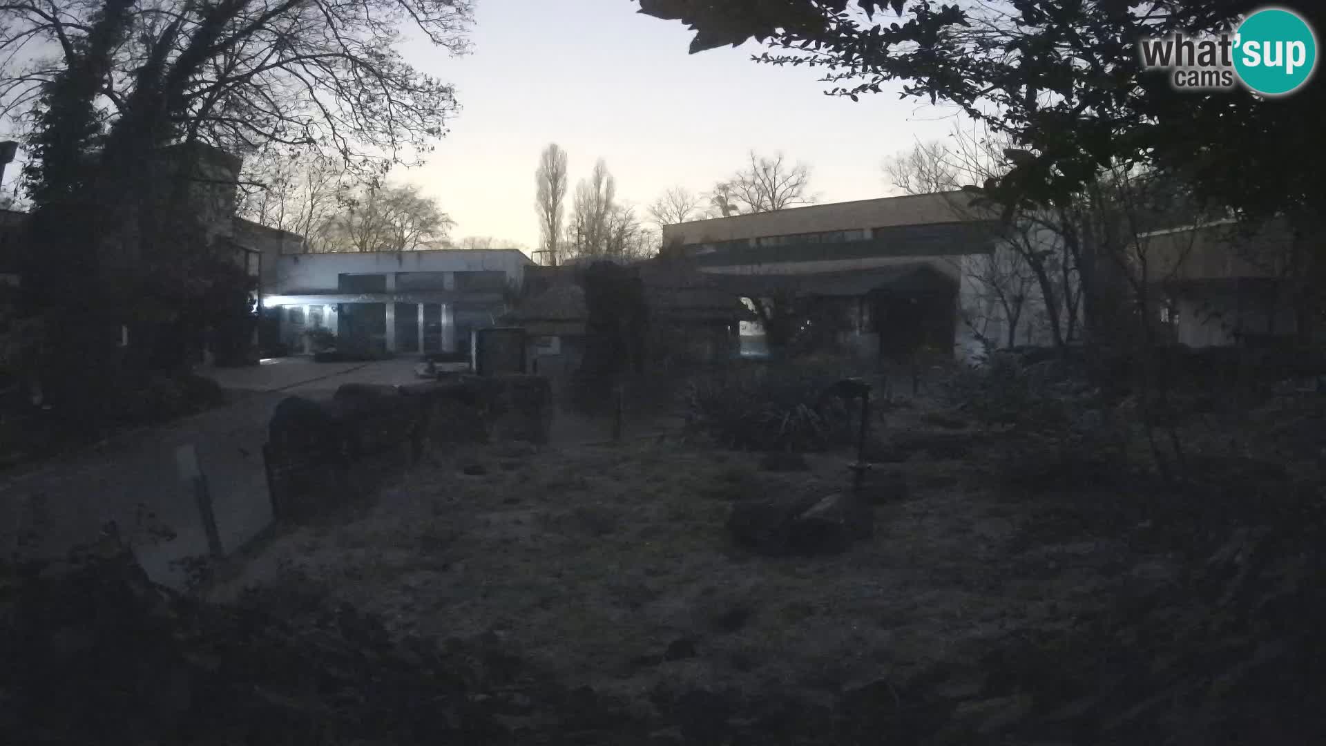 Zoo Zagreb – Suricate