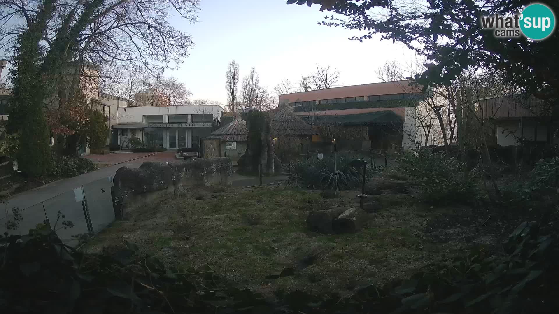 Zoo Zagreb – Suricate