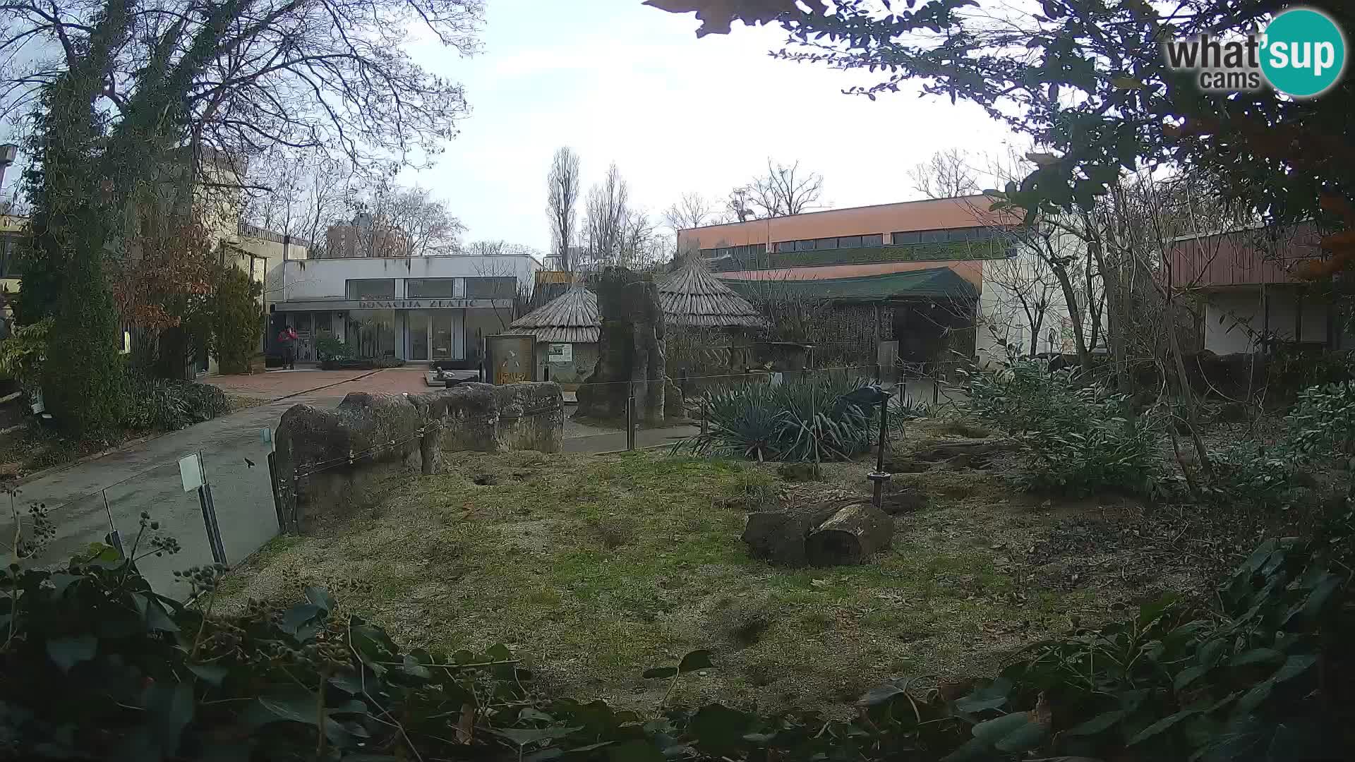 Zoo Zagreb – Suricate