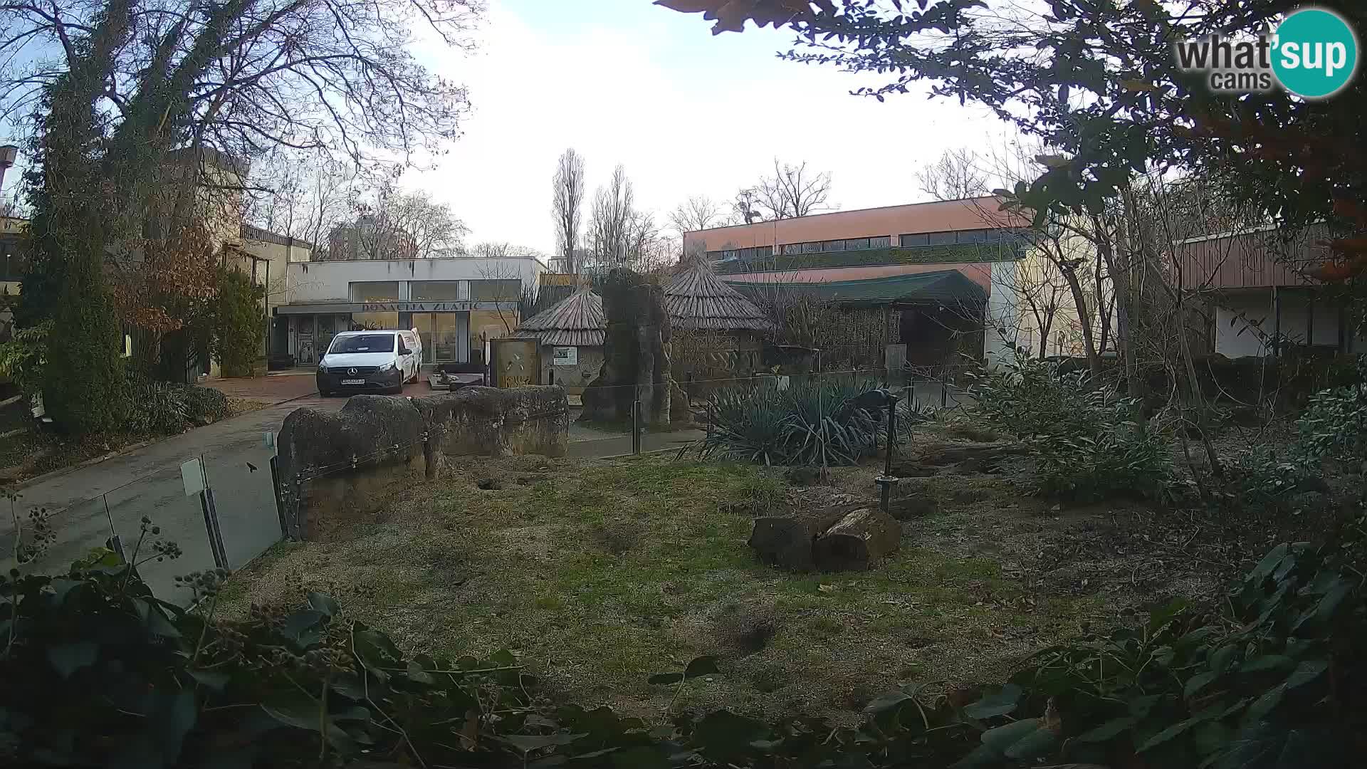 Zoo Zagreb – Suricate