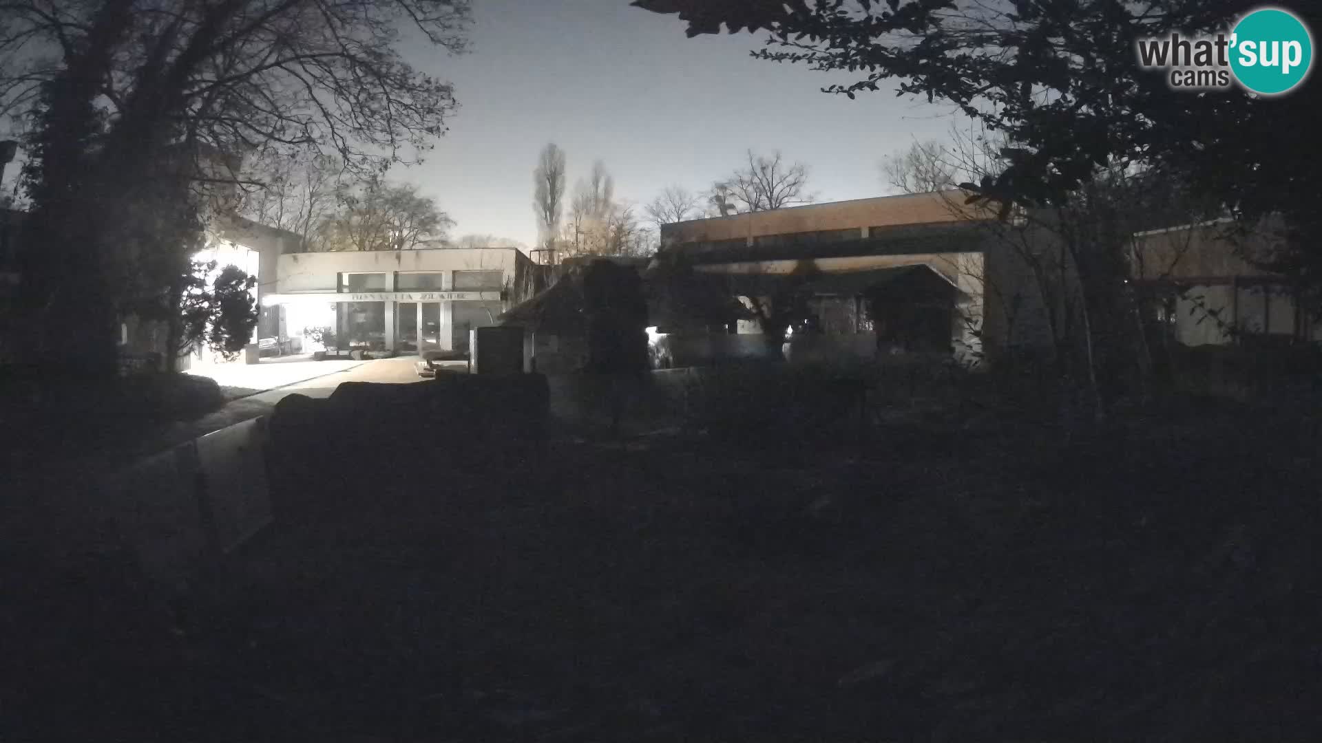 Zoo Zagreb – Suricata