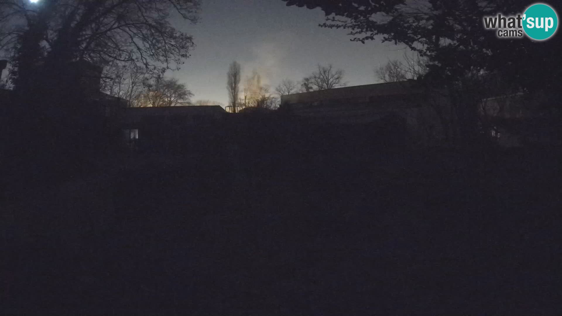 Zoo Zagreb – Suricata