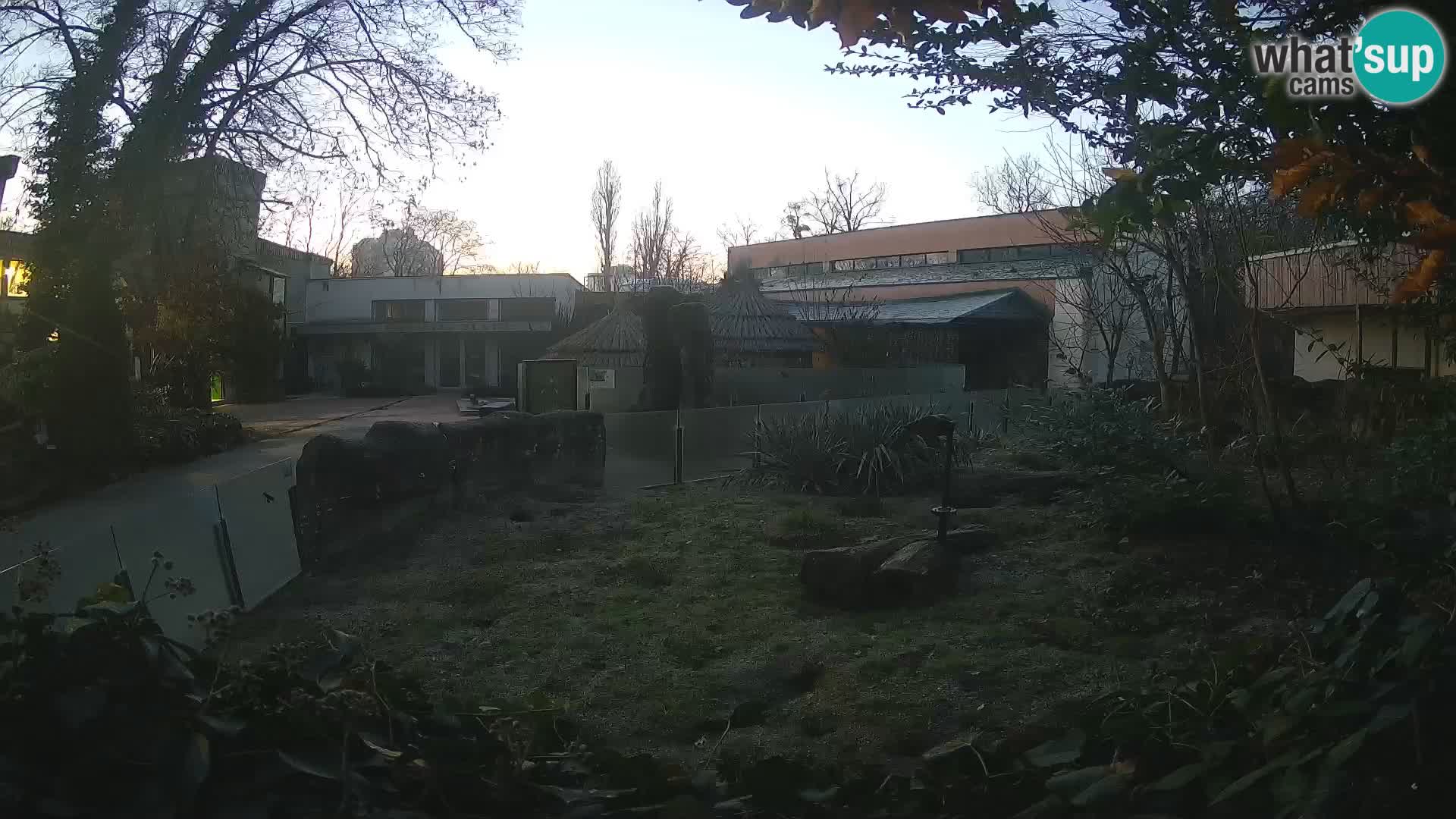 Zoo Zagreb – Suricate