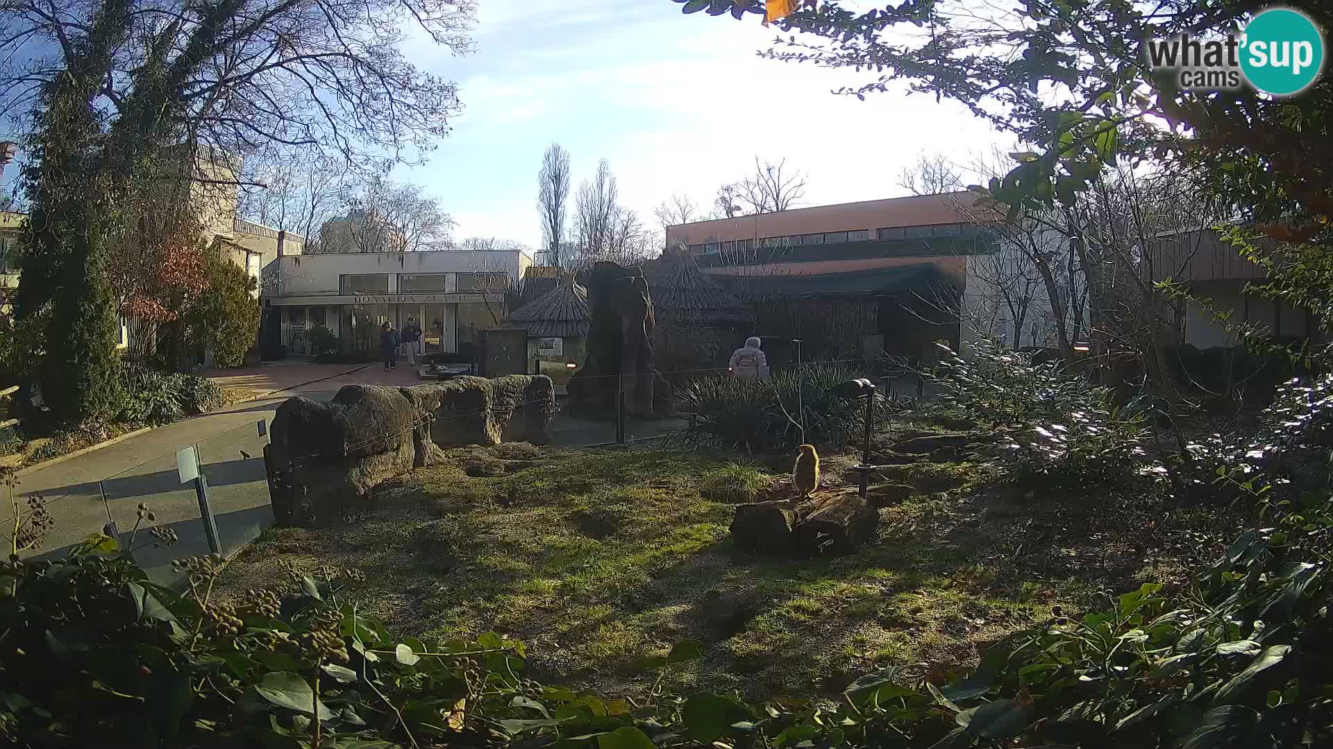 Zoo Zagreb – Surikate