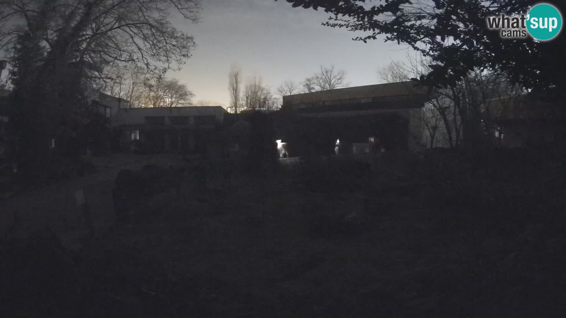 Zoo Zagreb – Merkat