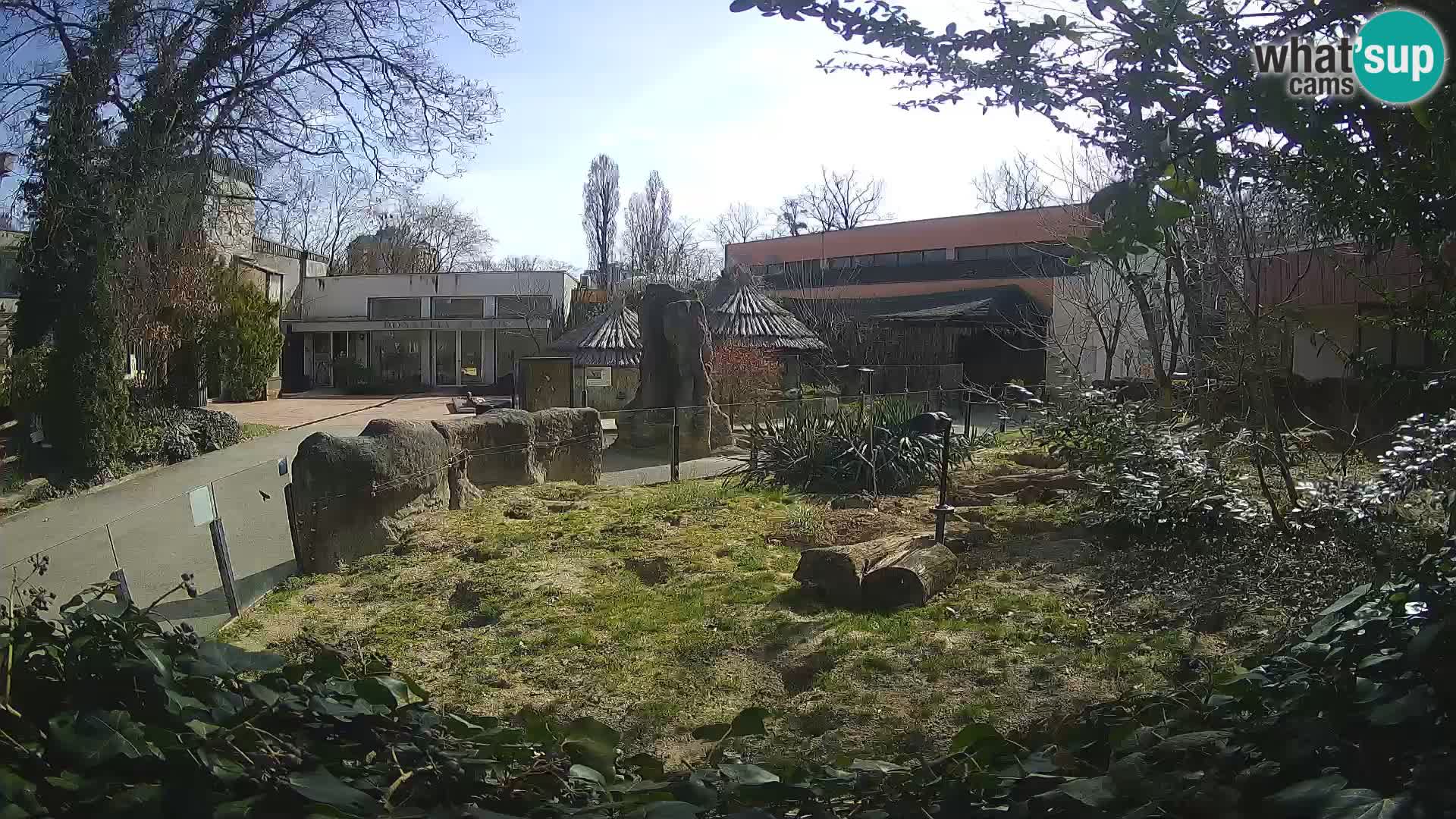 Zoo Zagreb – Suricata