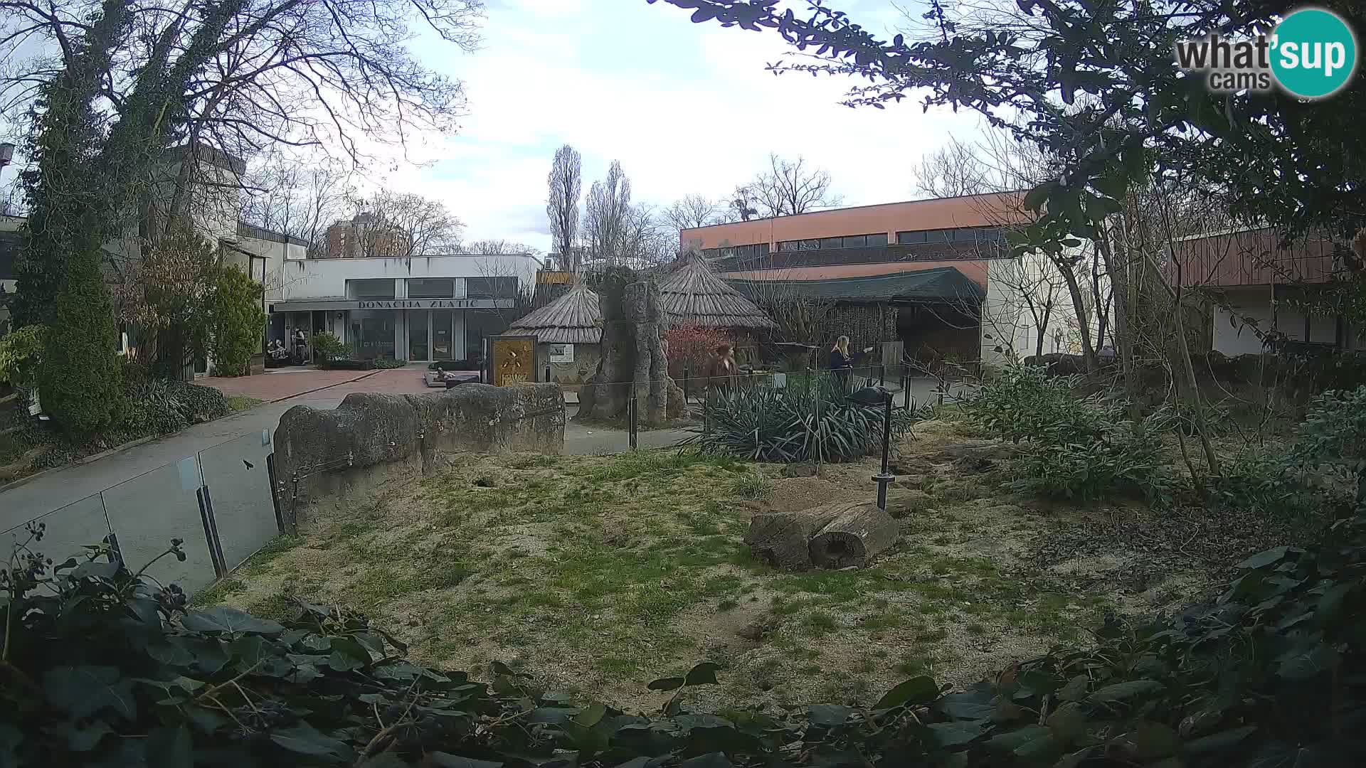 Zoo Zagreb – Merkat