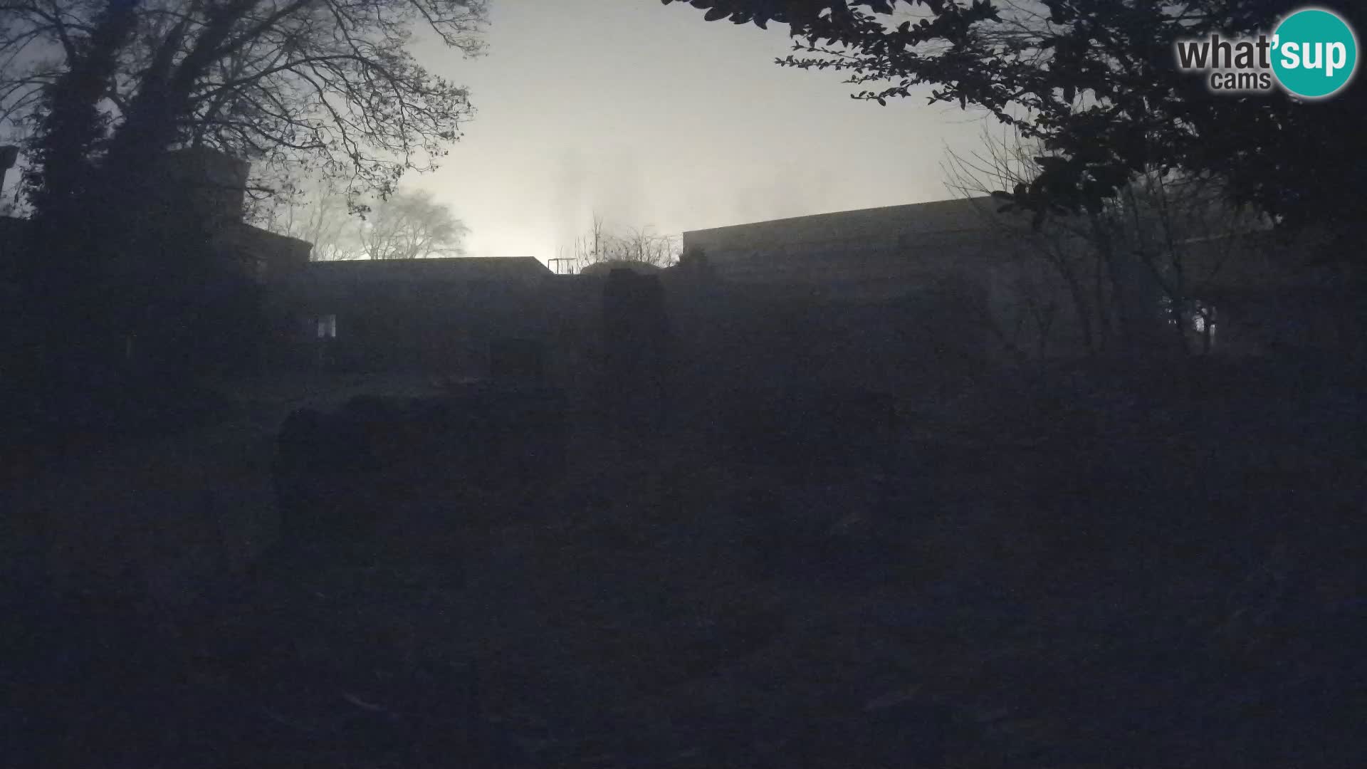 Zoo Zagreb – Suricata