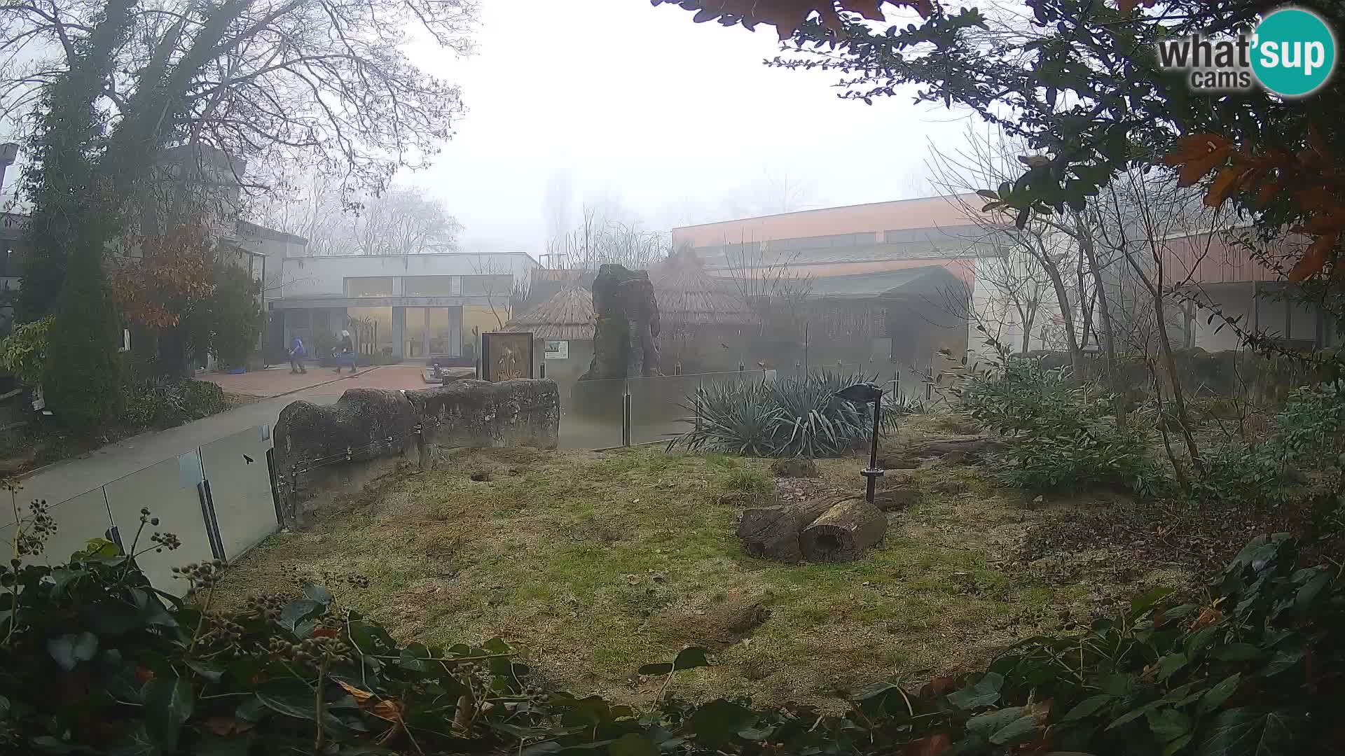 Zoo Zagreb – Surikate