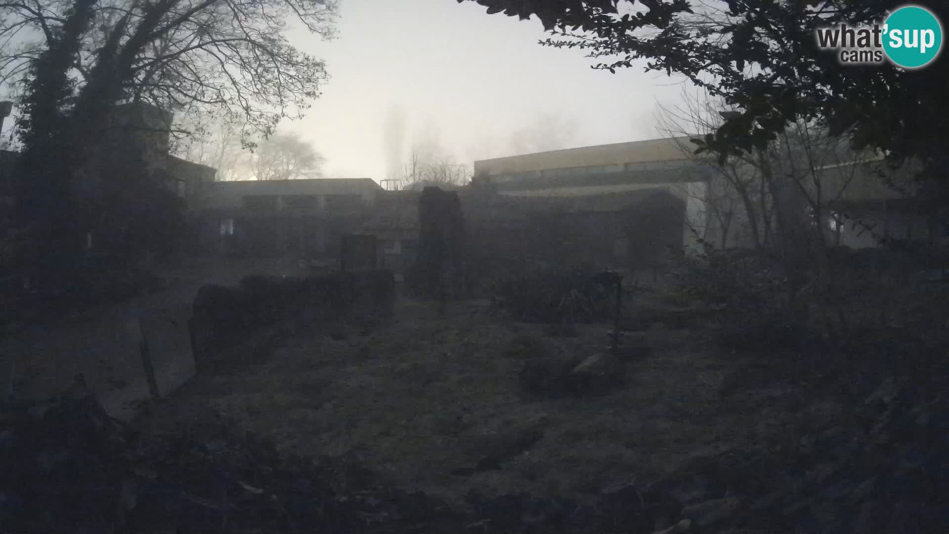 Zoo Zagreb – Suricate