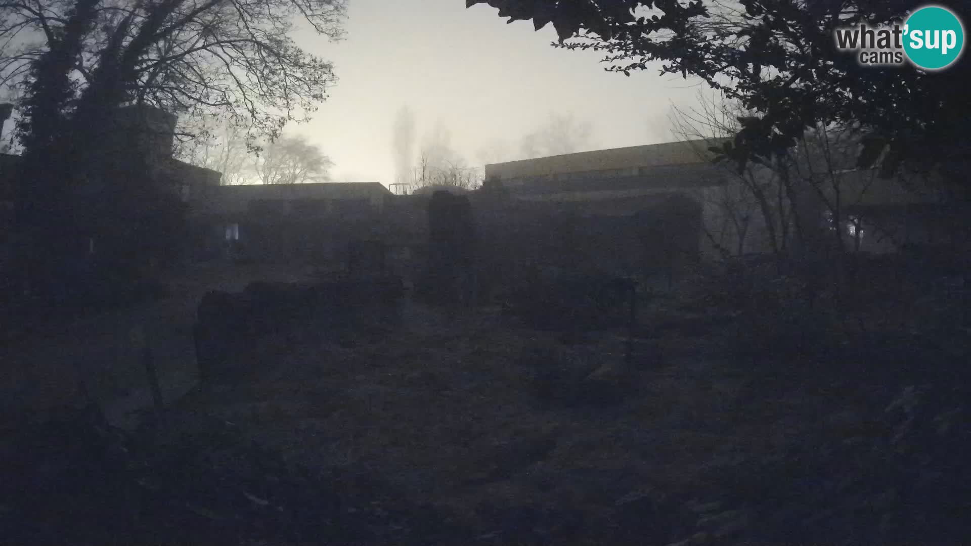 Zoo Zagreb – Suricata