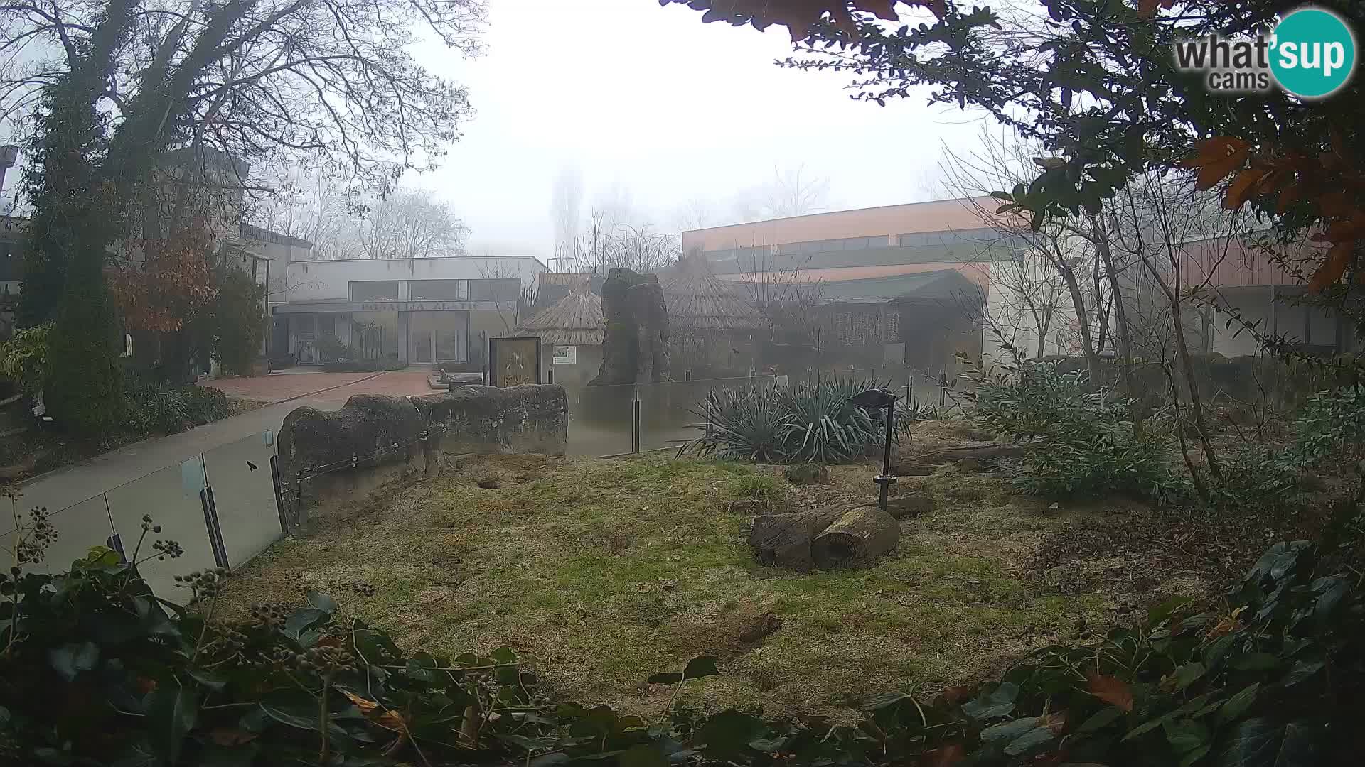 Zoo Zagreb – Meerkat (Suricate)