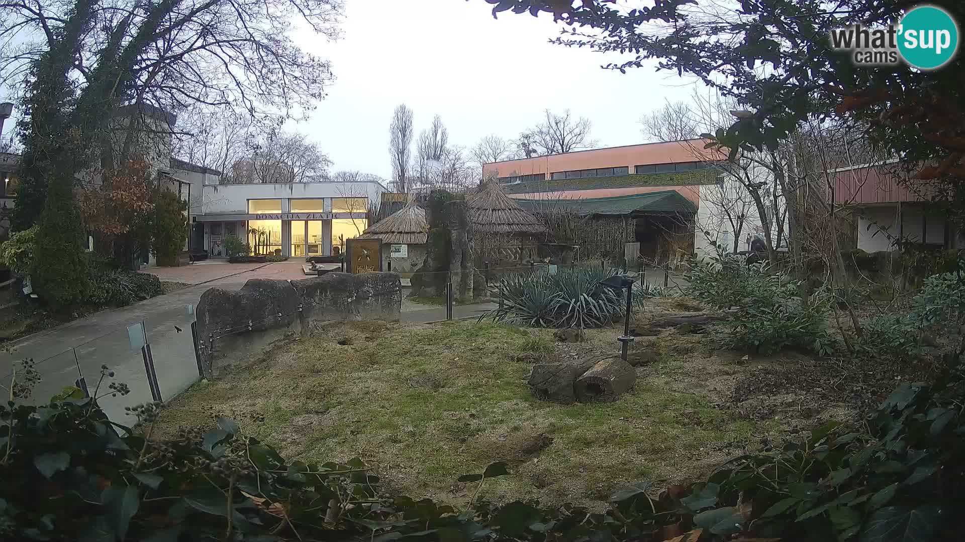 Zoo Zagreb – Suricata