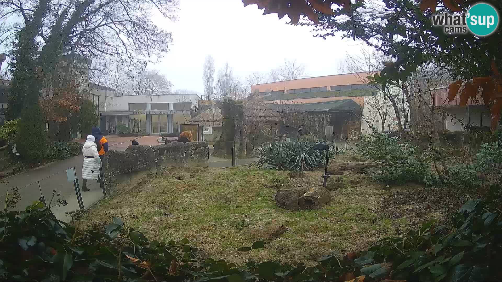 Zoo Zagreb – Surikate