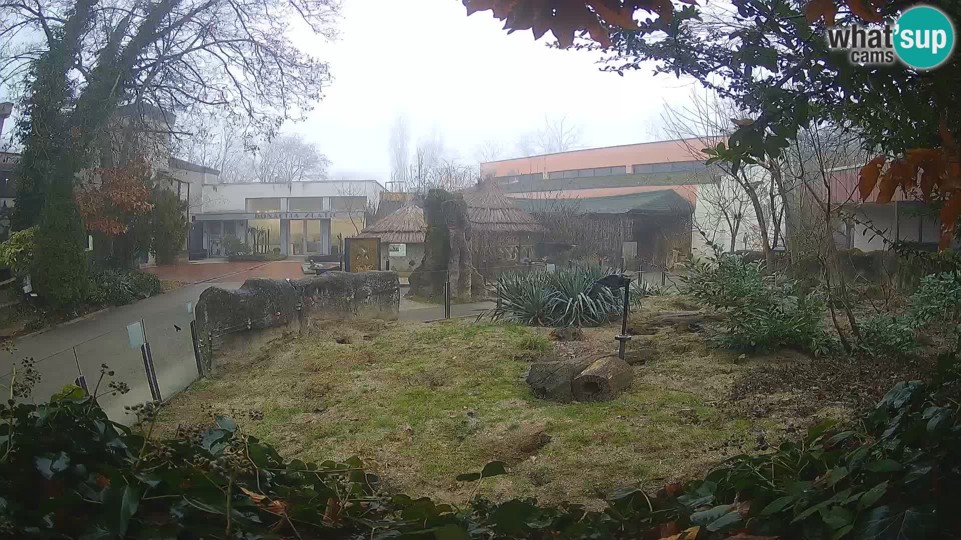 Zoo Zagreb – Suricate