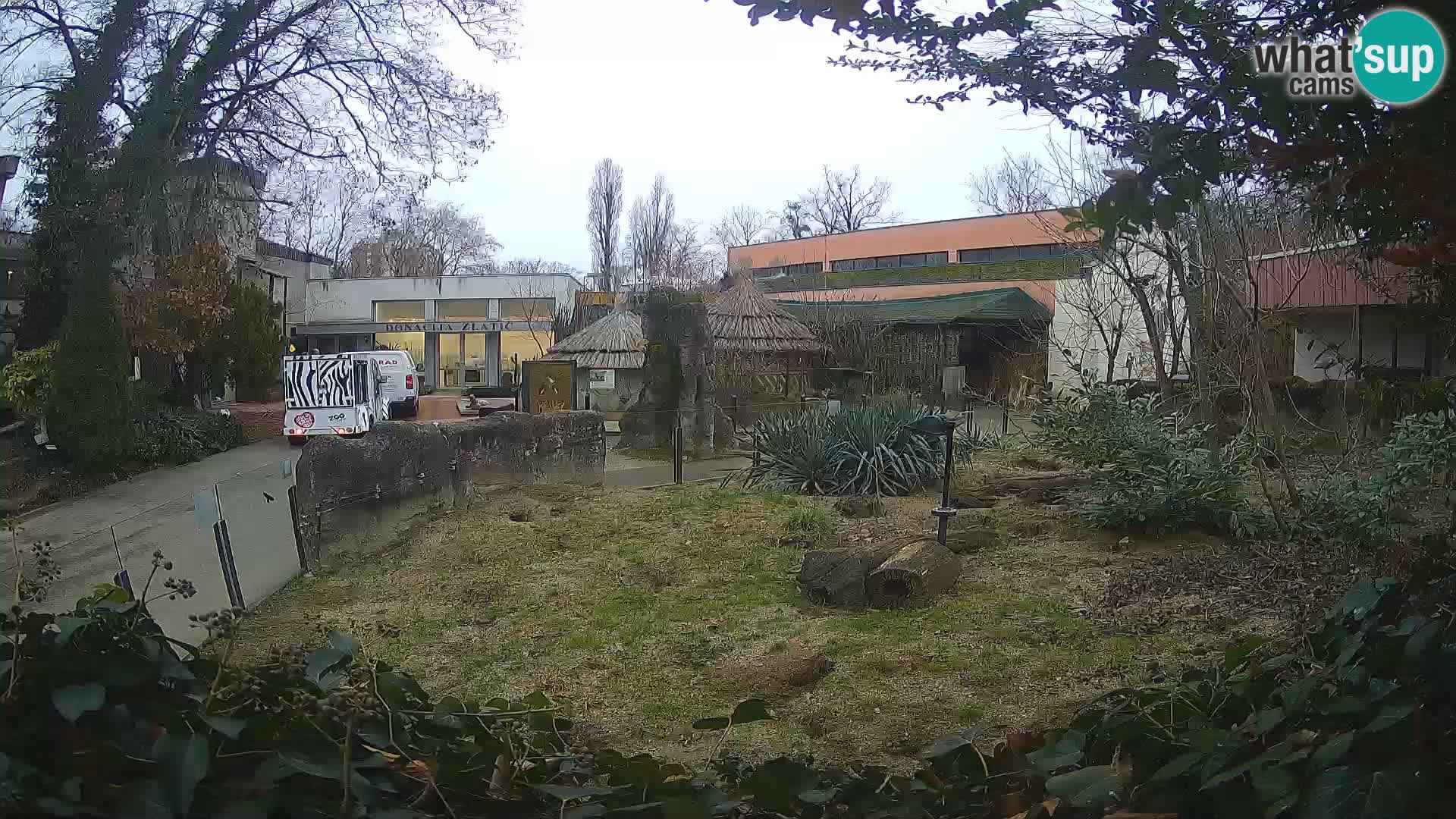 Zoo Zagreb – Suricate