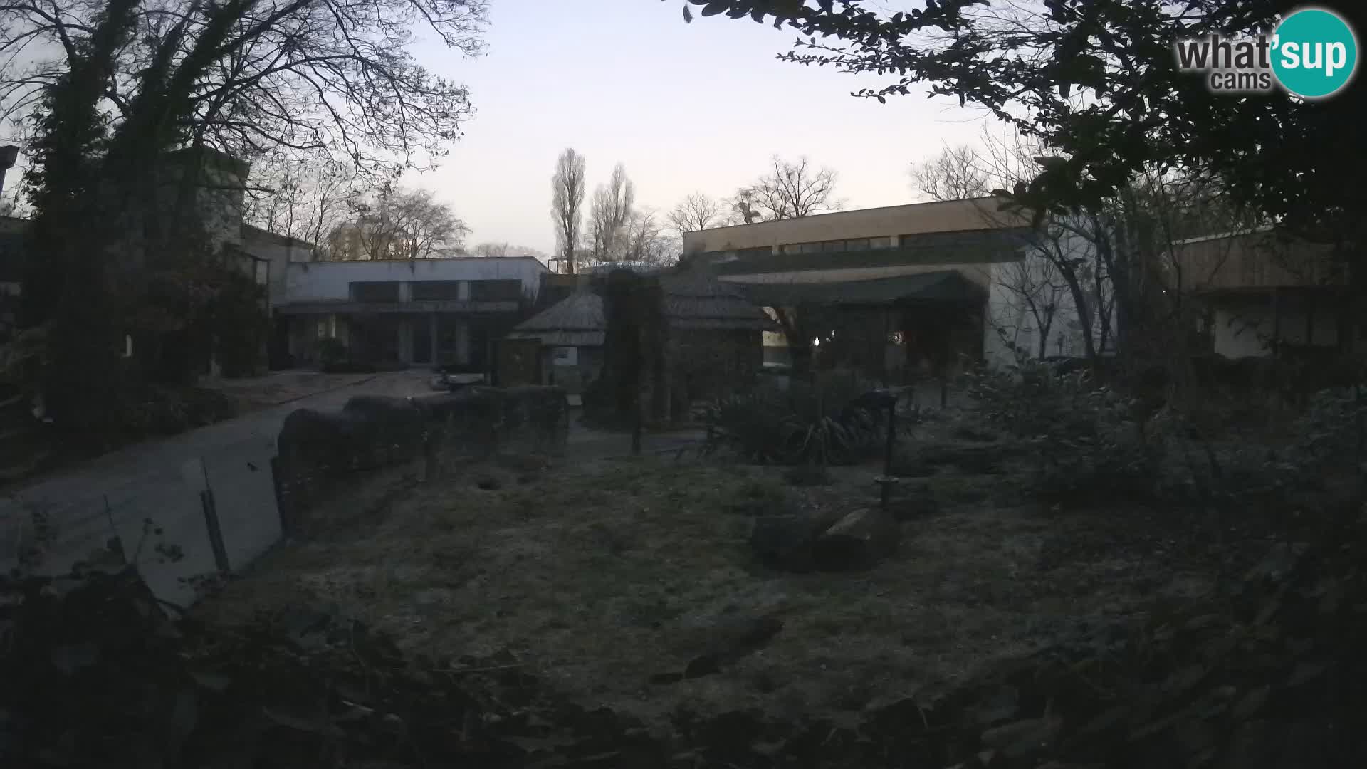 Zoo Zagreb – Suricata