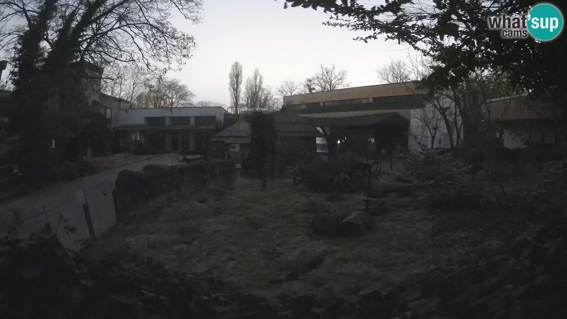 Zoo Zagreb – Suricate