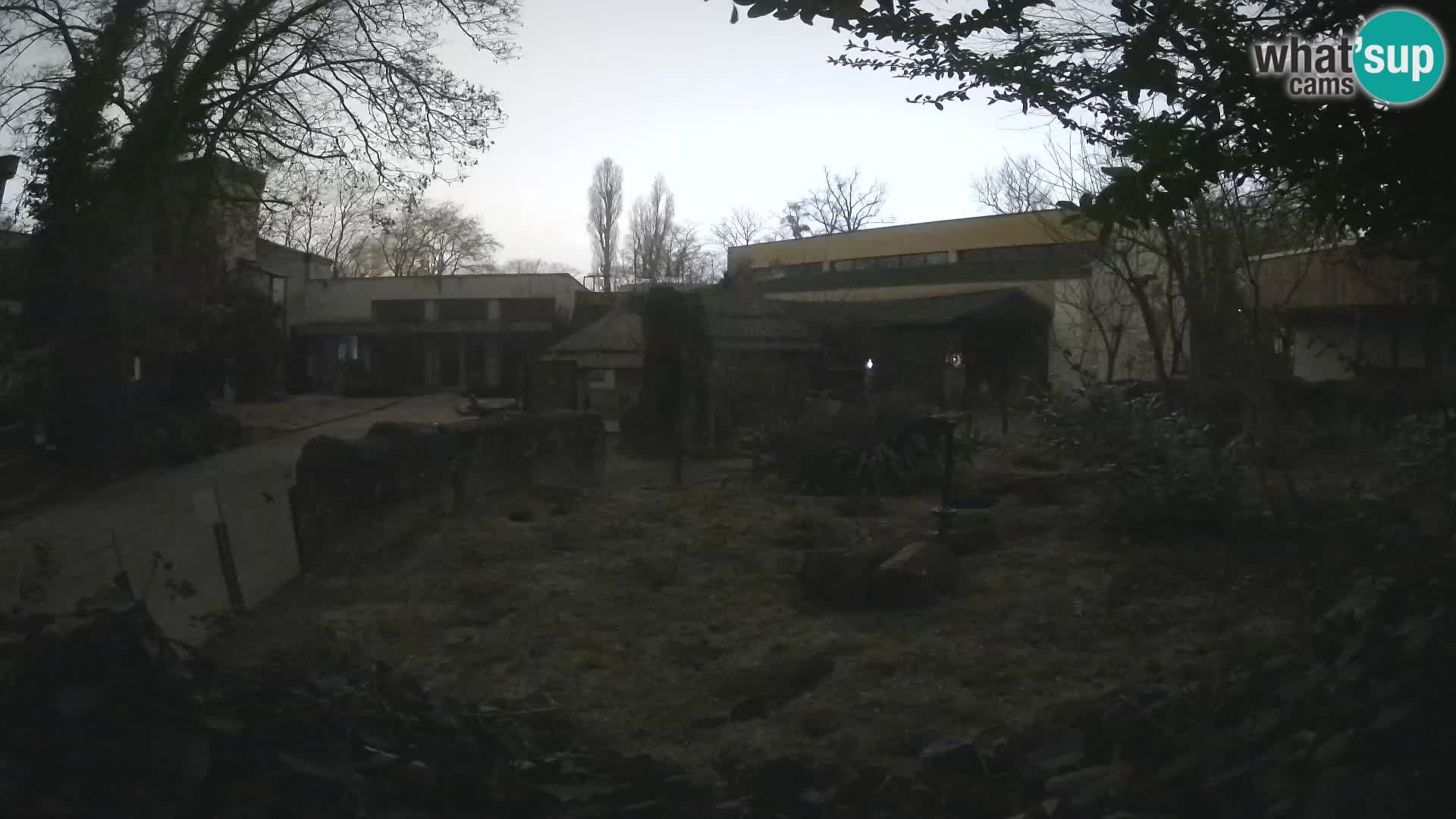 Zoo Zagreb – Suricata