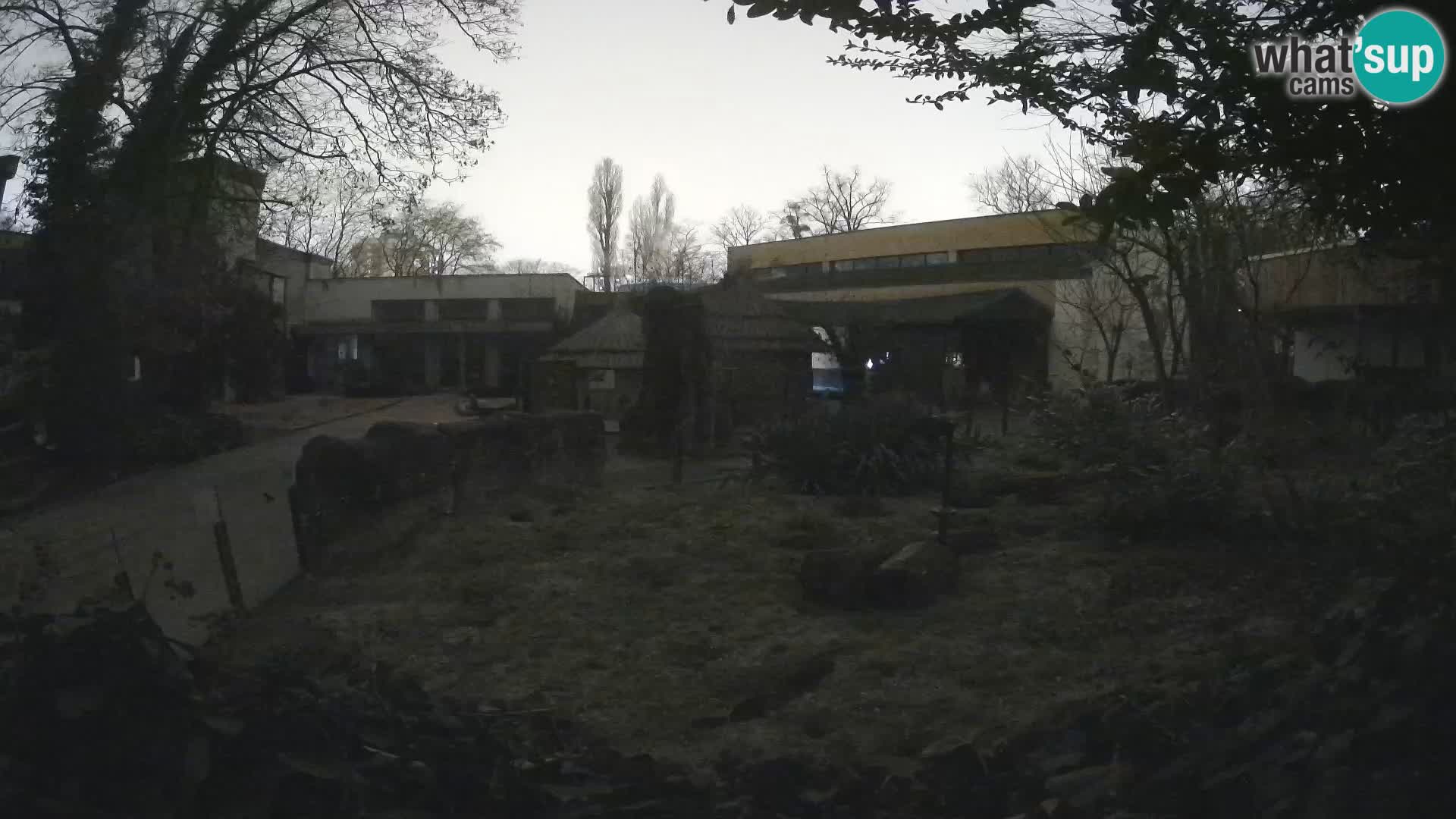 Zoo Zagreb – Merkat