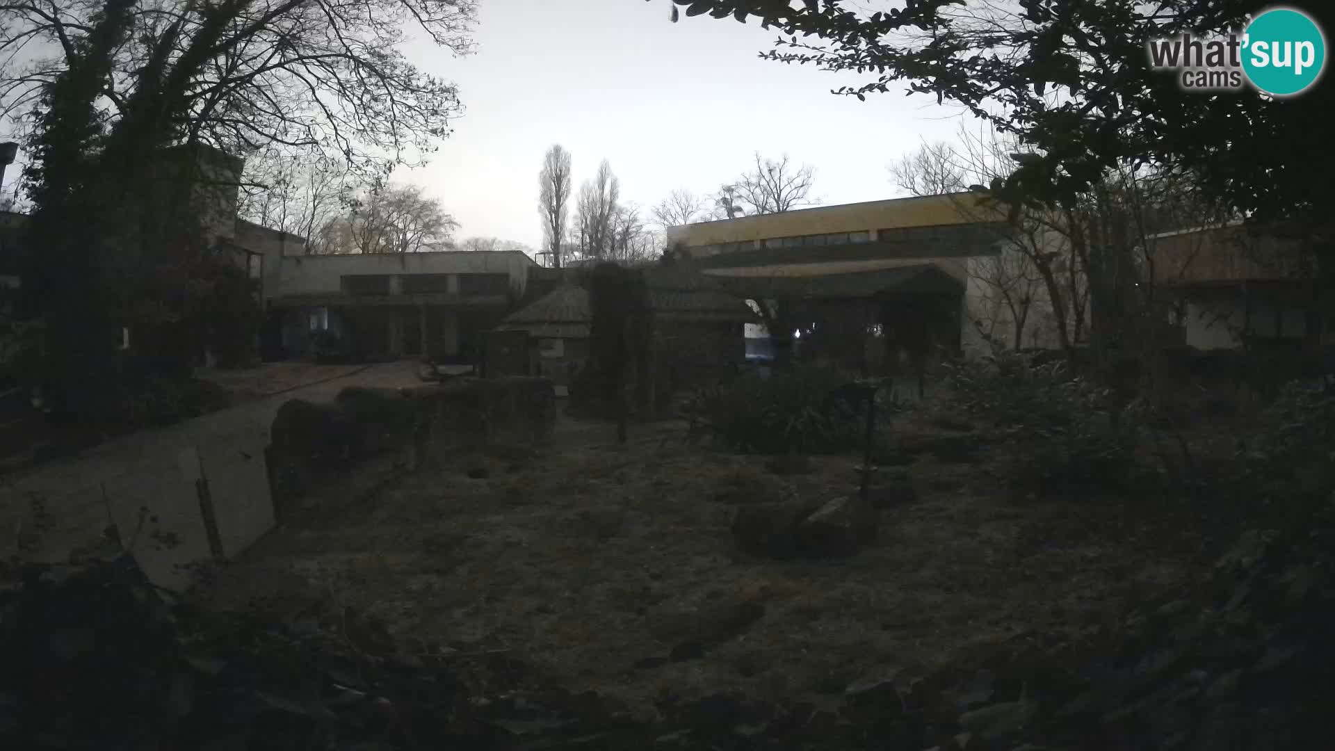 Zoo Zagreb – Suricata