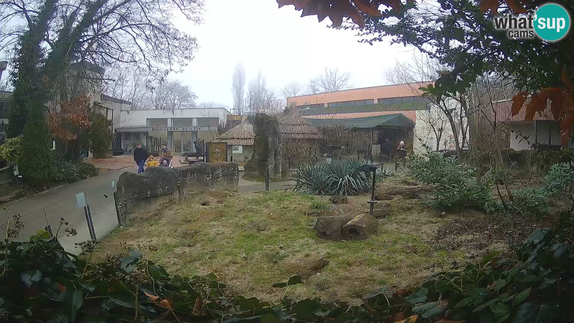 Zoo Zagreb – Suricata
