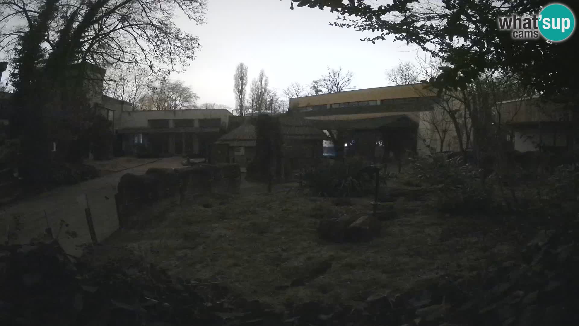 Zoo Zagreb – Suricata