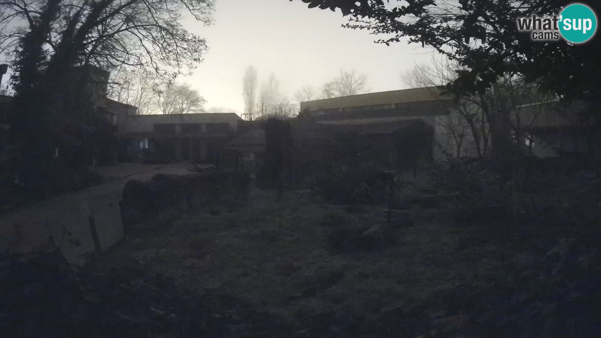 Zoo Zagreb – Surikate