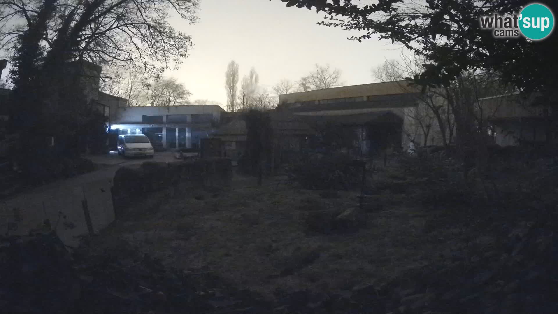 Zoo Zagreb – Suricata