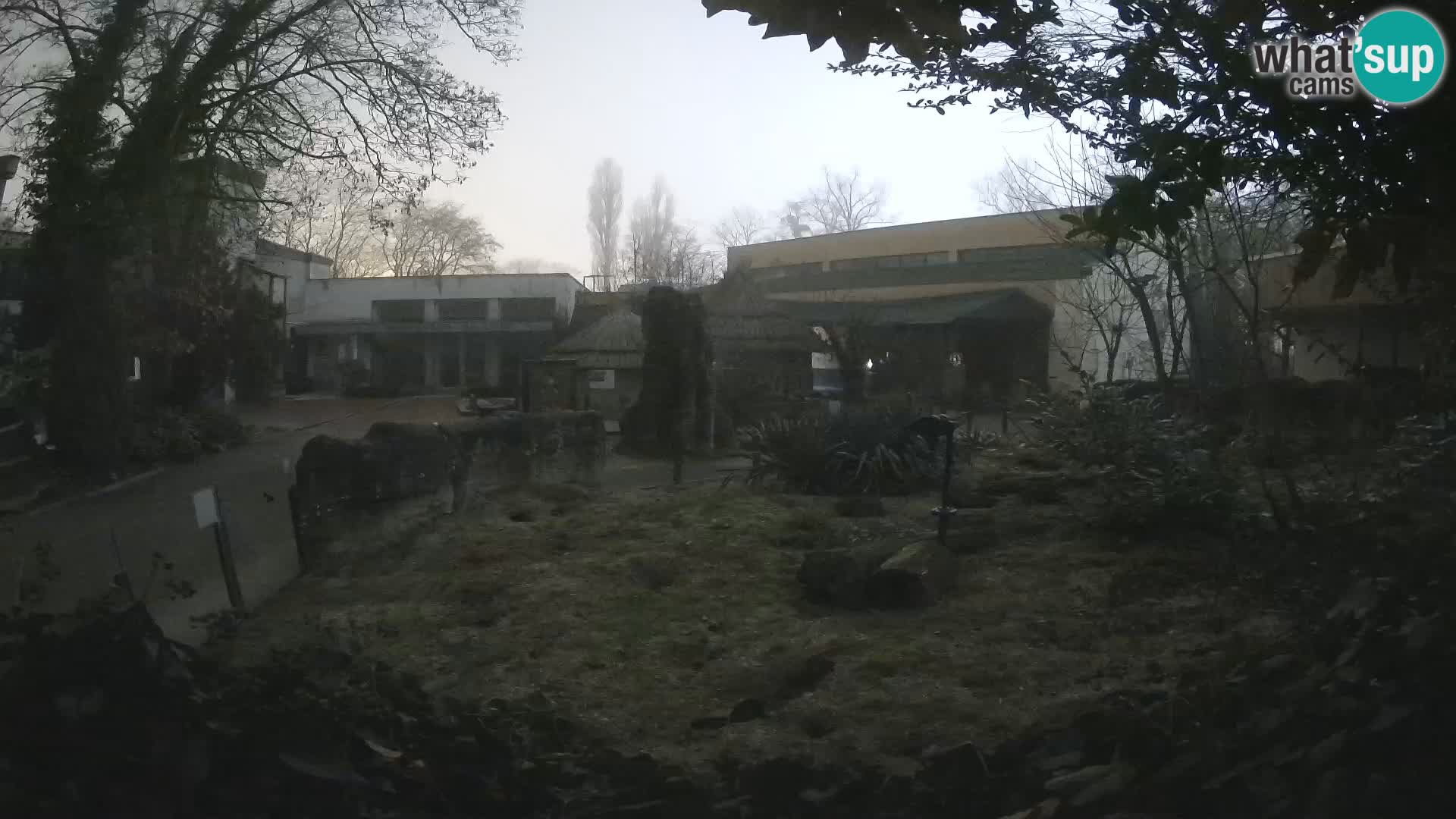 Zoo Zagreb – Merkat