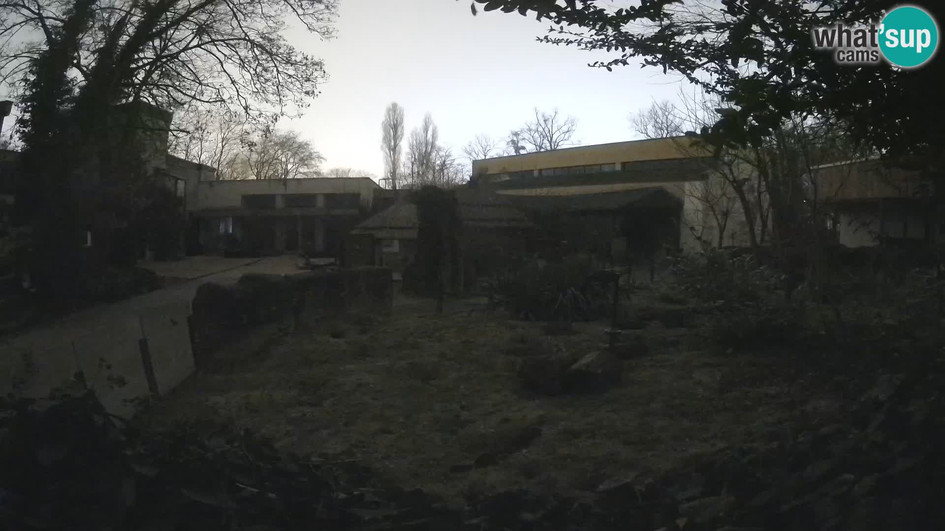 Zoo Zagreb – Merkat