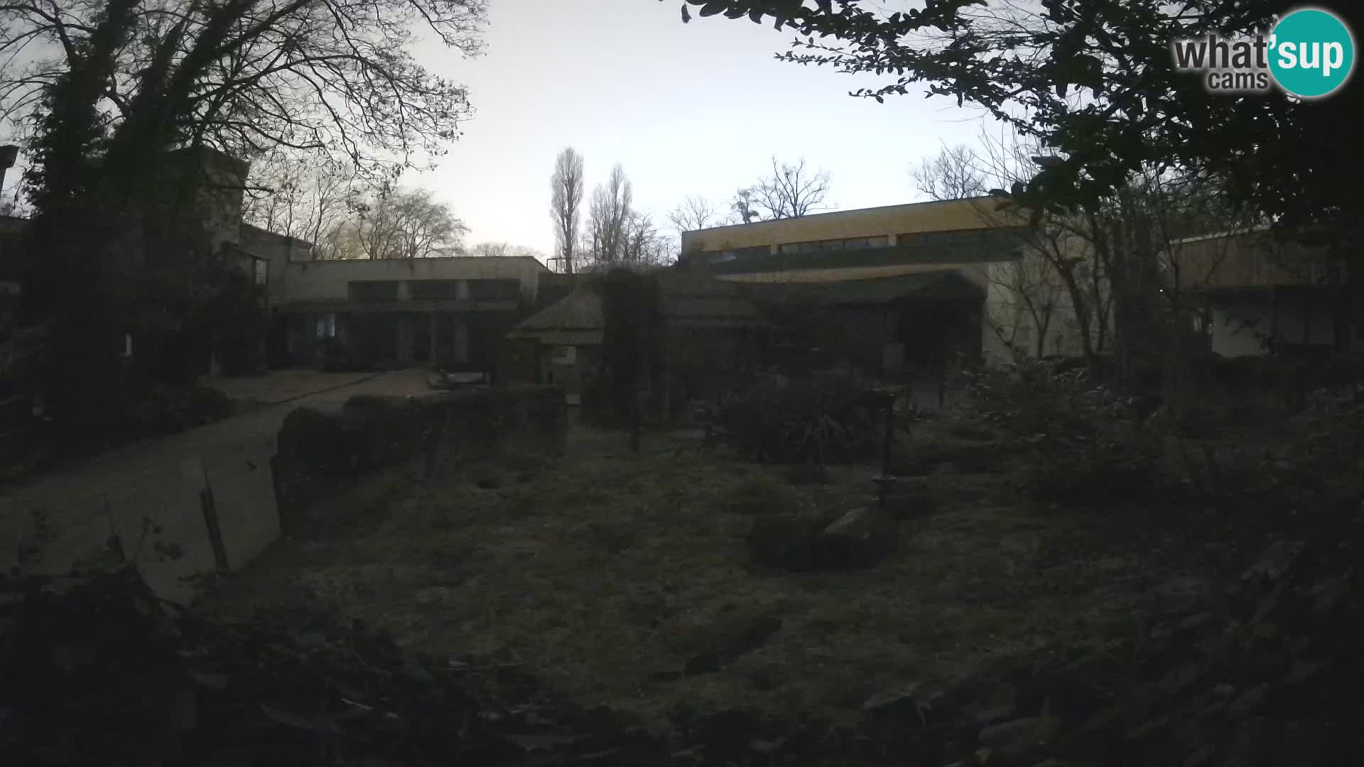 Zoo Zagreb – Suricate