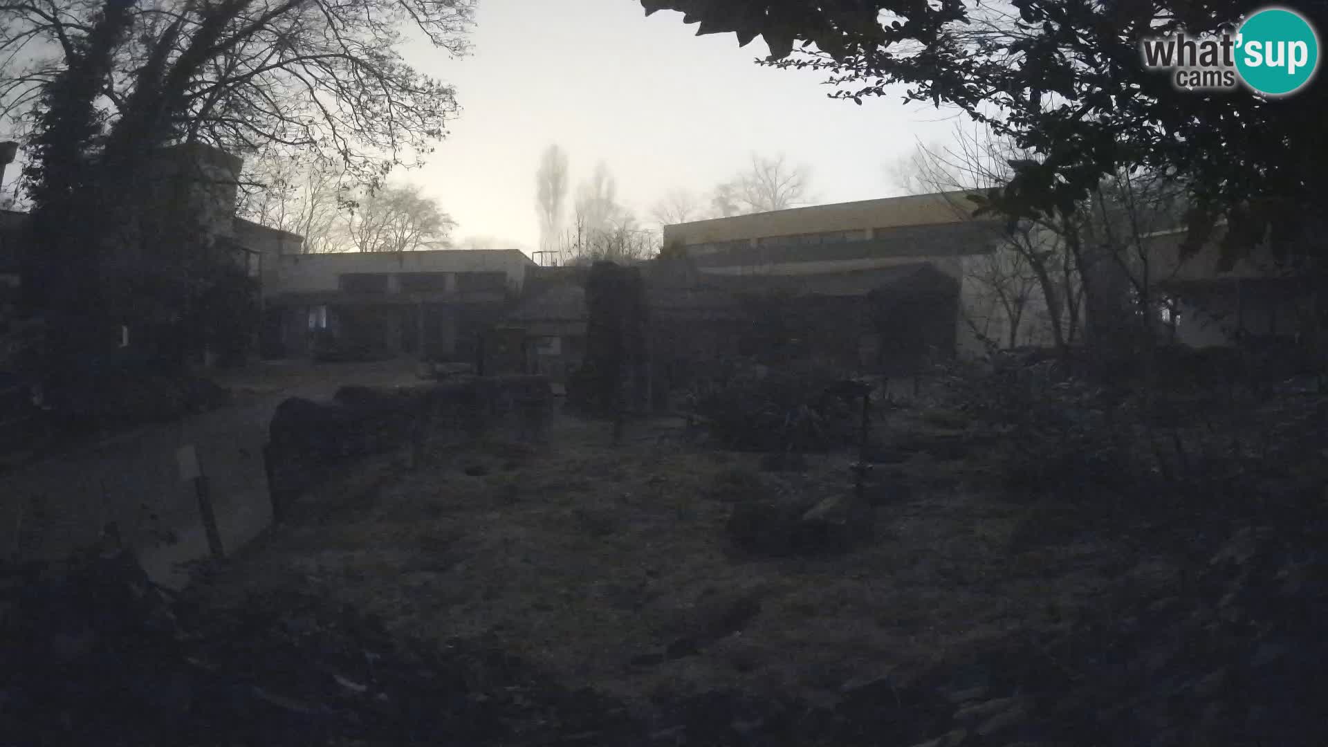 Zoo Zagreb – Suricate