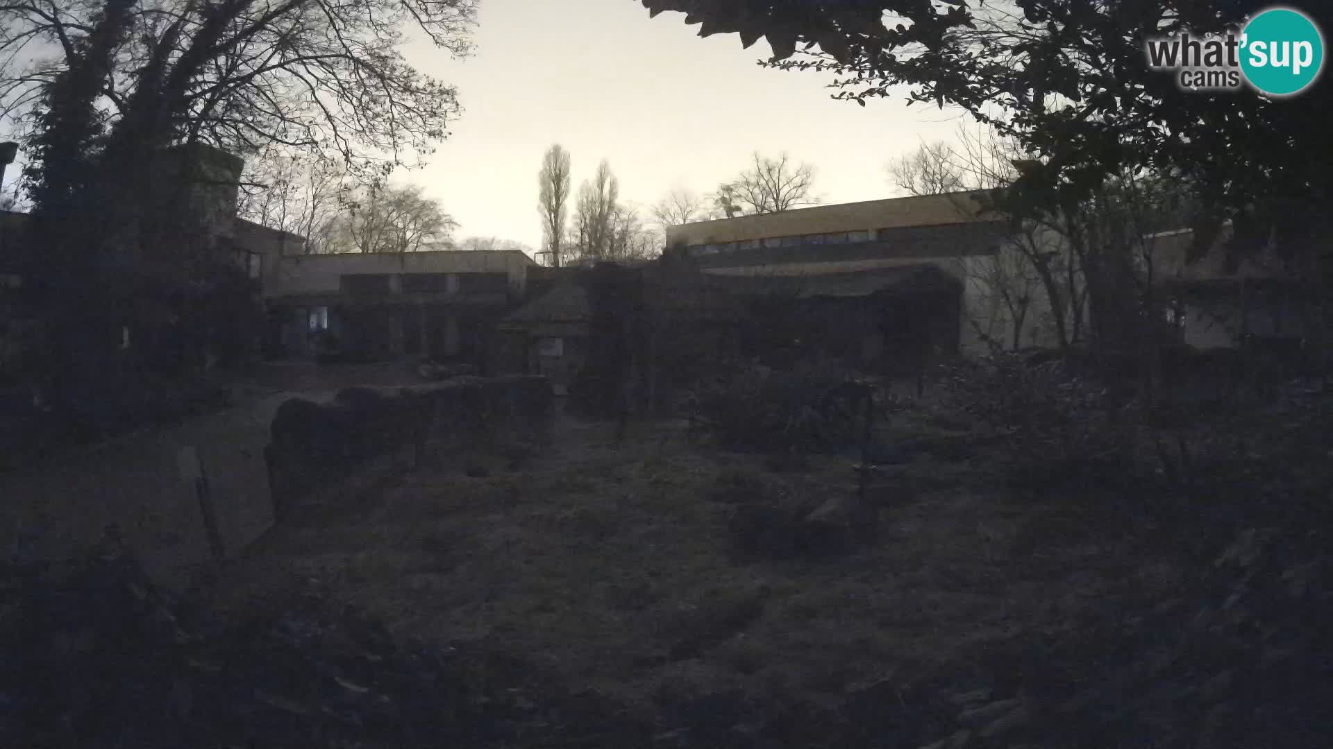 Zoo Zagreb – Merkat