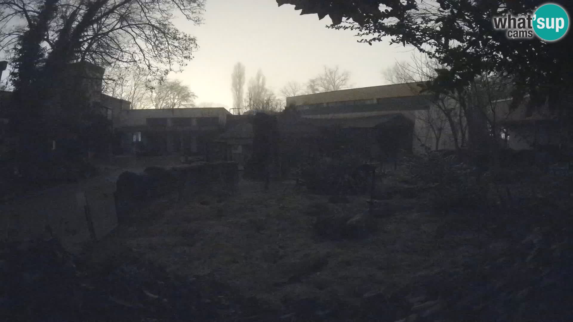 Zoo Zagreb – Surikate