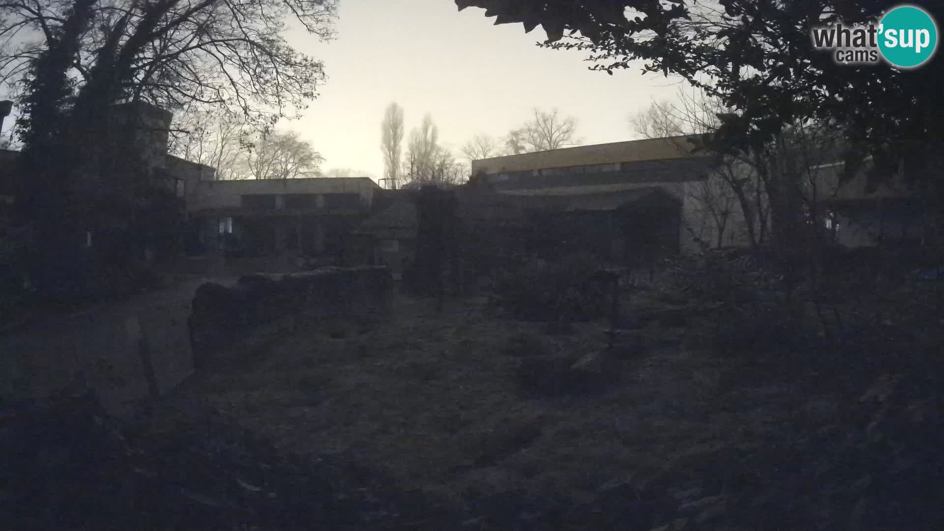 Zoo Zagreb – Suricate